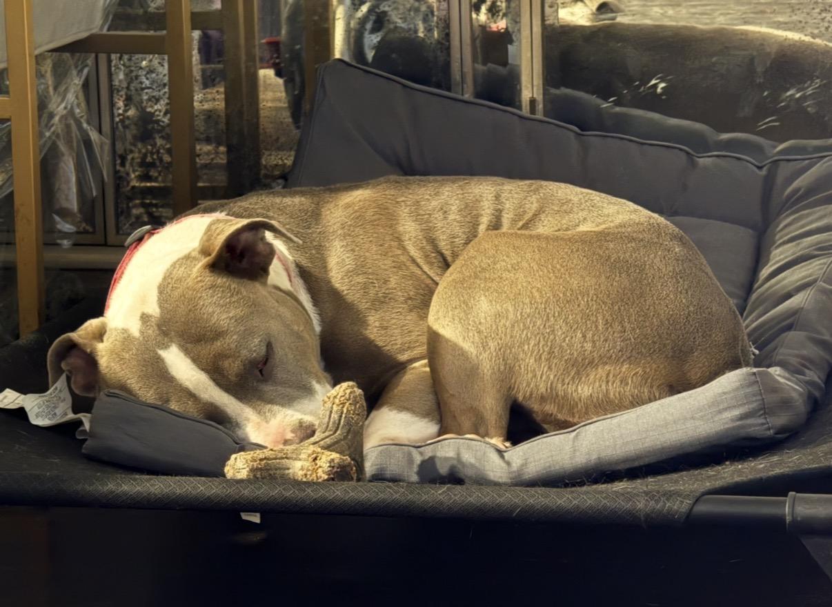 Enlarge Lovey, a Adopted American Bully in Austin, TX image 3/6