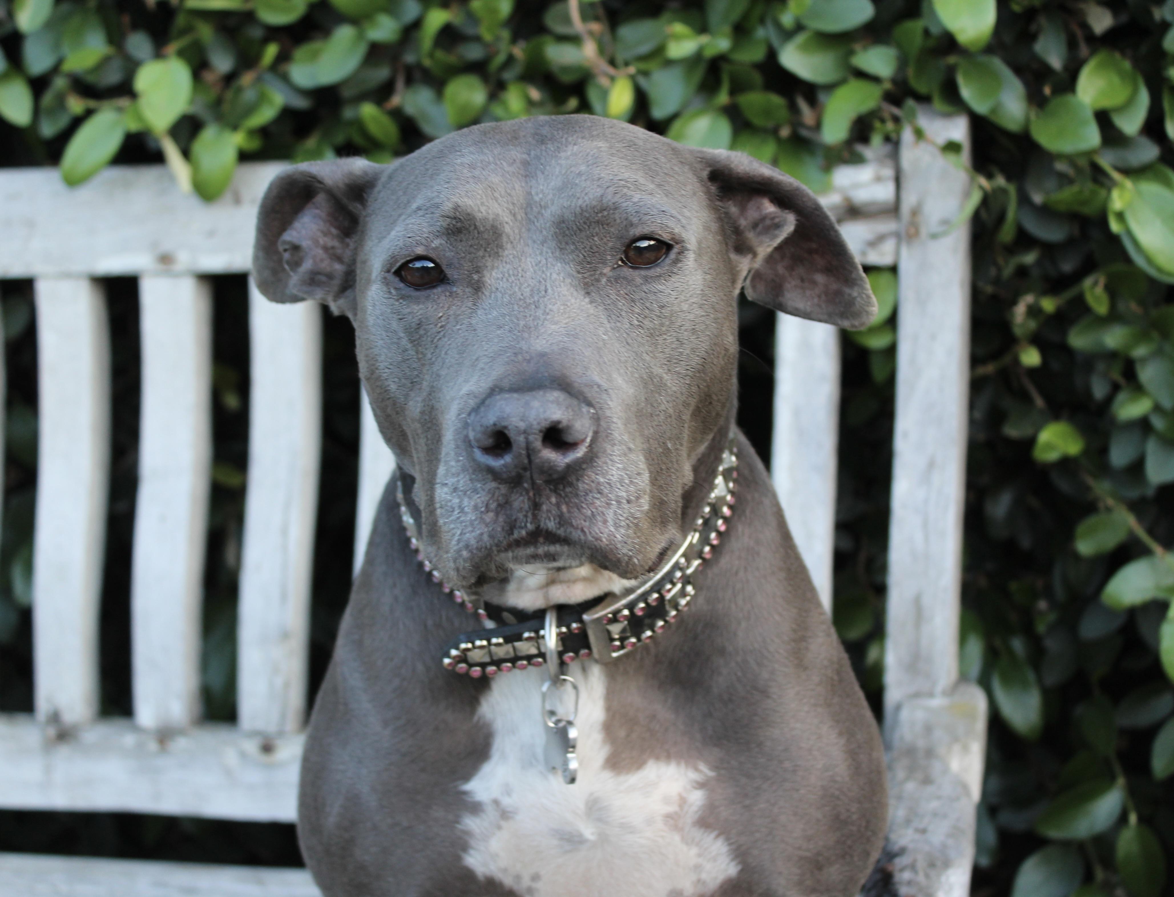 Enlarge Rayla - Sweet and playful, a ADOPTABLE Pit Bull Terrier in Van Nuys, CA image 3/4