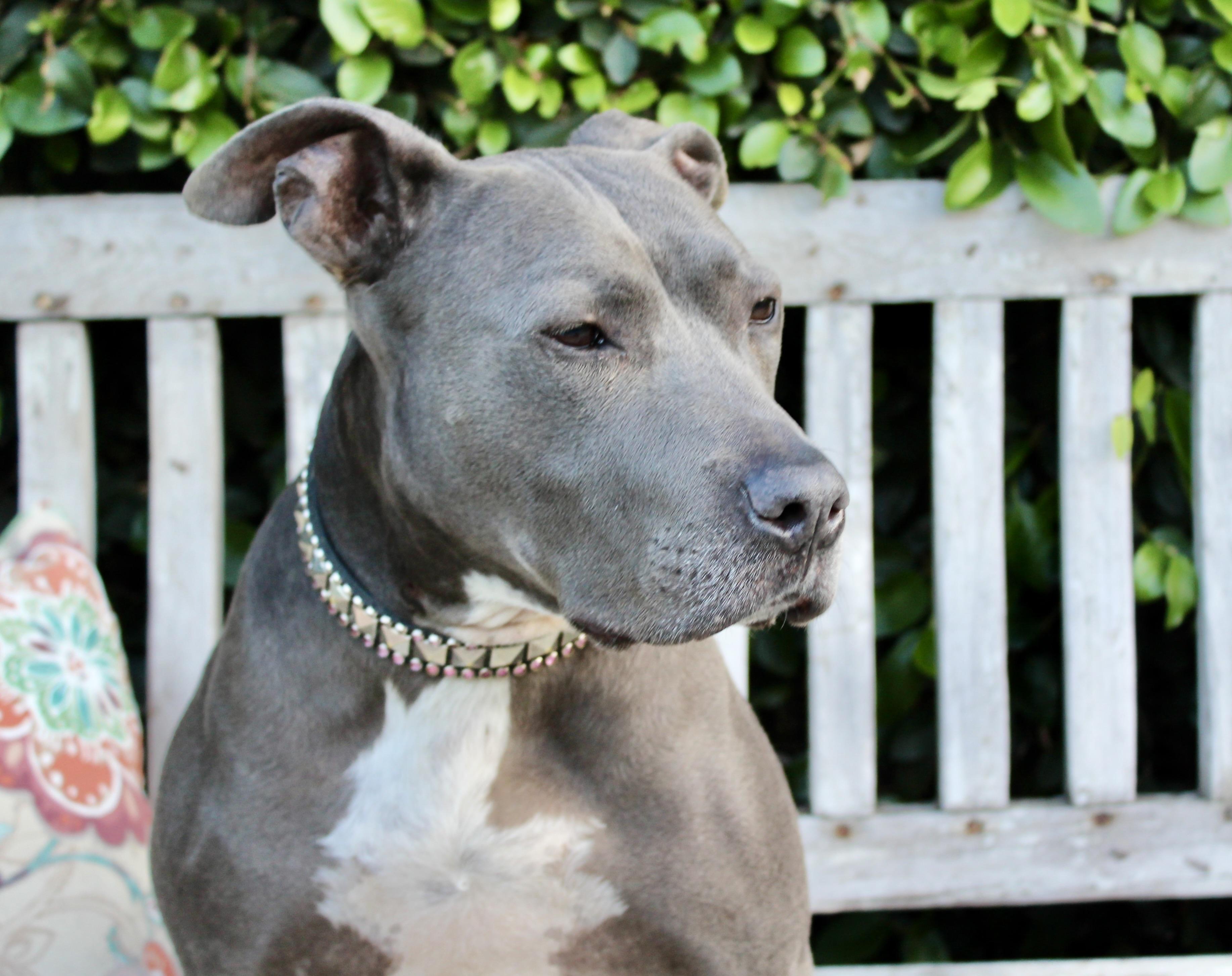 Enlarge Rayla - Sweet and playful, a ADOPTABLE Pit Bull Terrier in Van Nuys, CA image 2/4