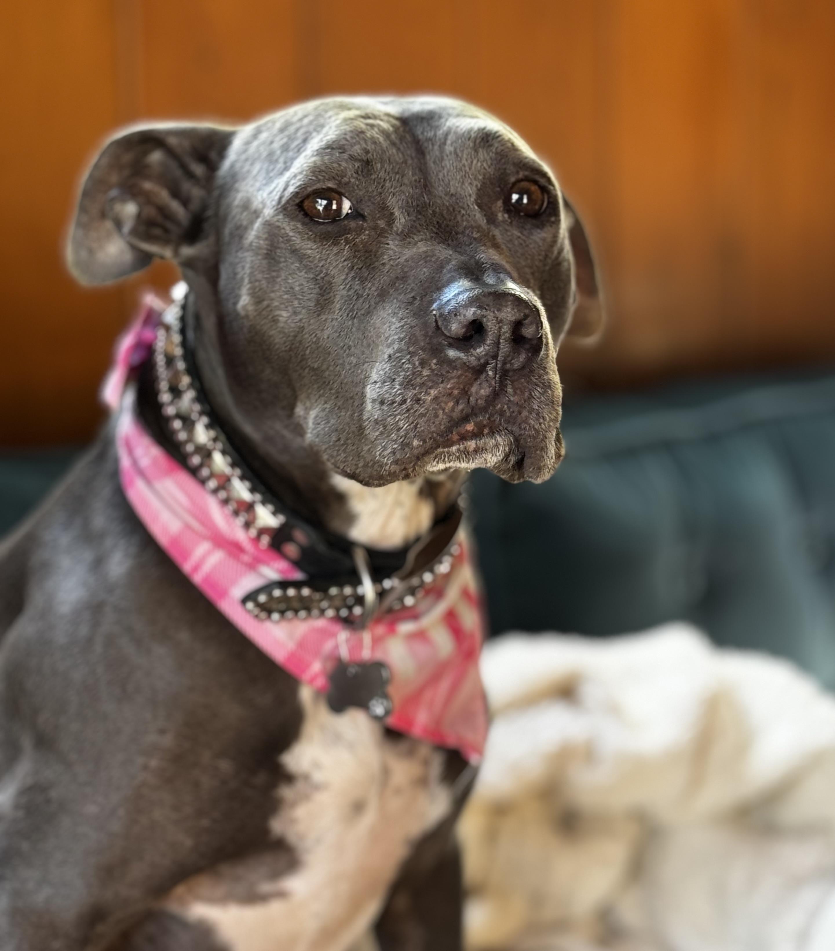 Rayla - Sweet and playful, ADOPTABLE, Senior Female Pit Bull Terrier.