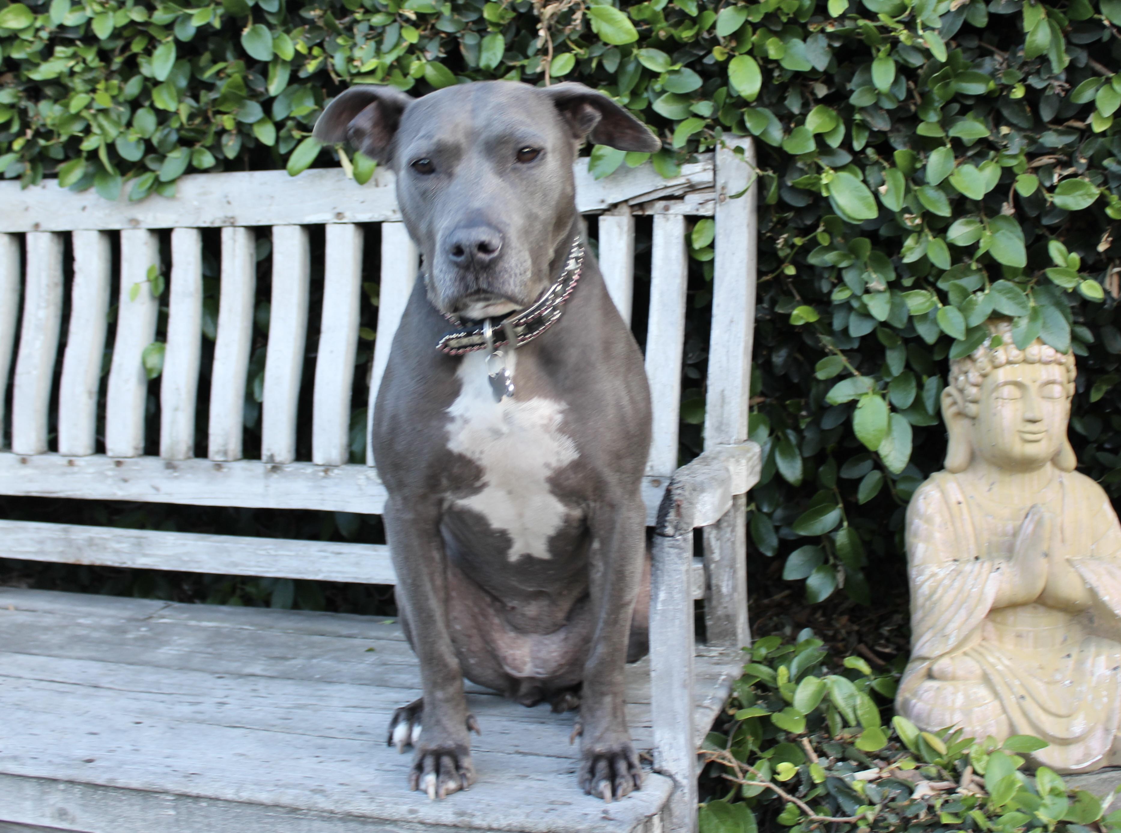 Enlarge Rayla - Sweet and playful, a ADOPTABLE Pit Bull Terrier in Van Nuys, CA image 4/4