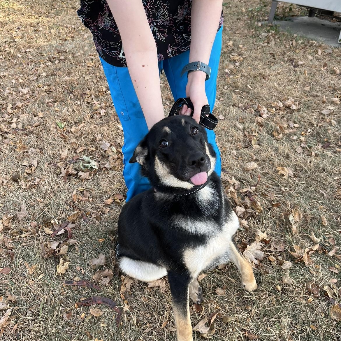 Enlarge Prime, a Adopted German Shepherd Dog in Storm Lake, IA image 1/1