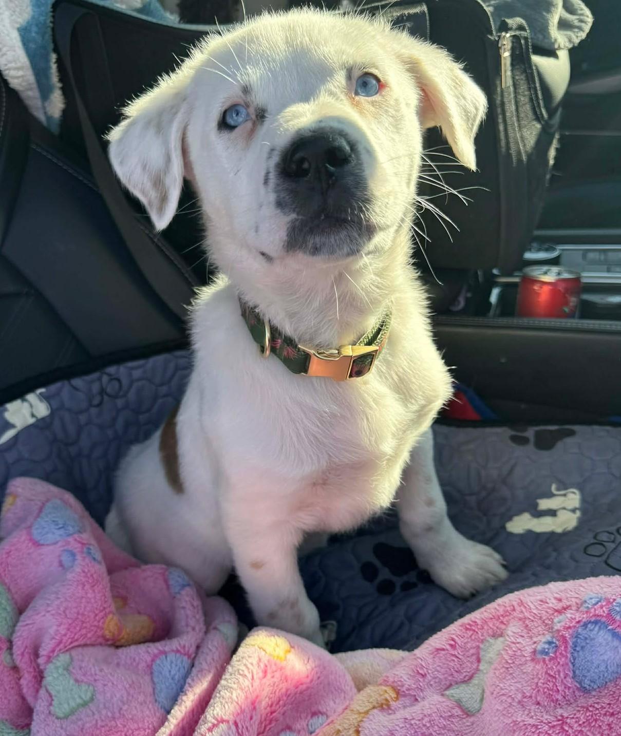 Enlarge Lapis Lazuli , a ADOPTABLE mixed breed in Kiowa, OK image 3/6