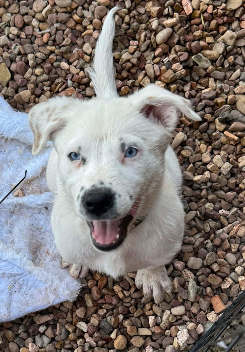 Enlarge Lapis Lazuli , a ADOPTABLE mixed breed in Kiowa, OK image 6/6