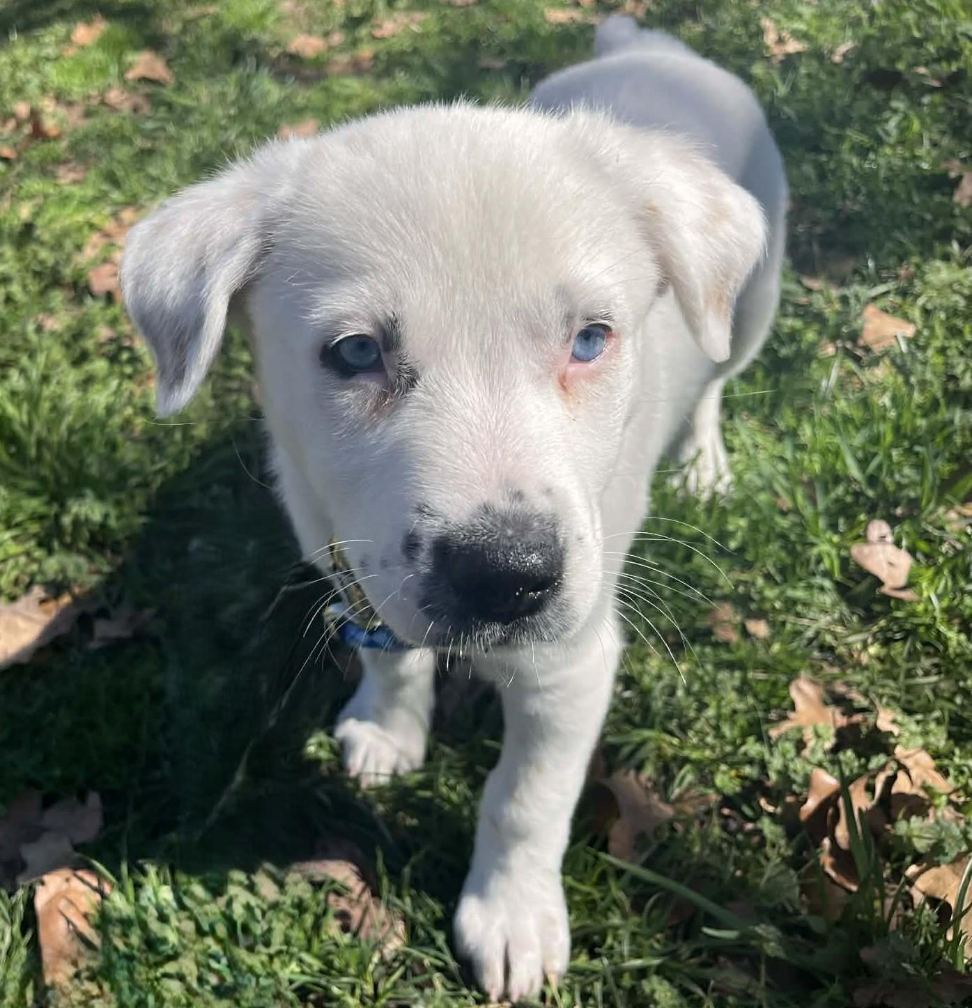 Enlarge Lapis Lazuli , a ADOPTABLE mixed breed in Kiowa, OK image 2/6