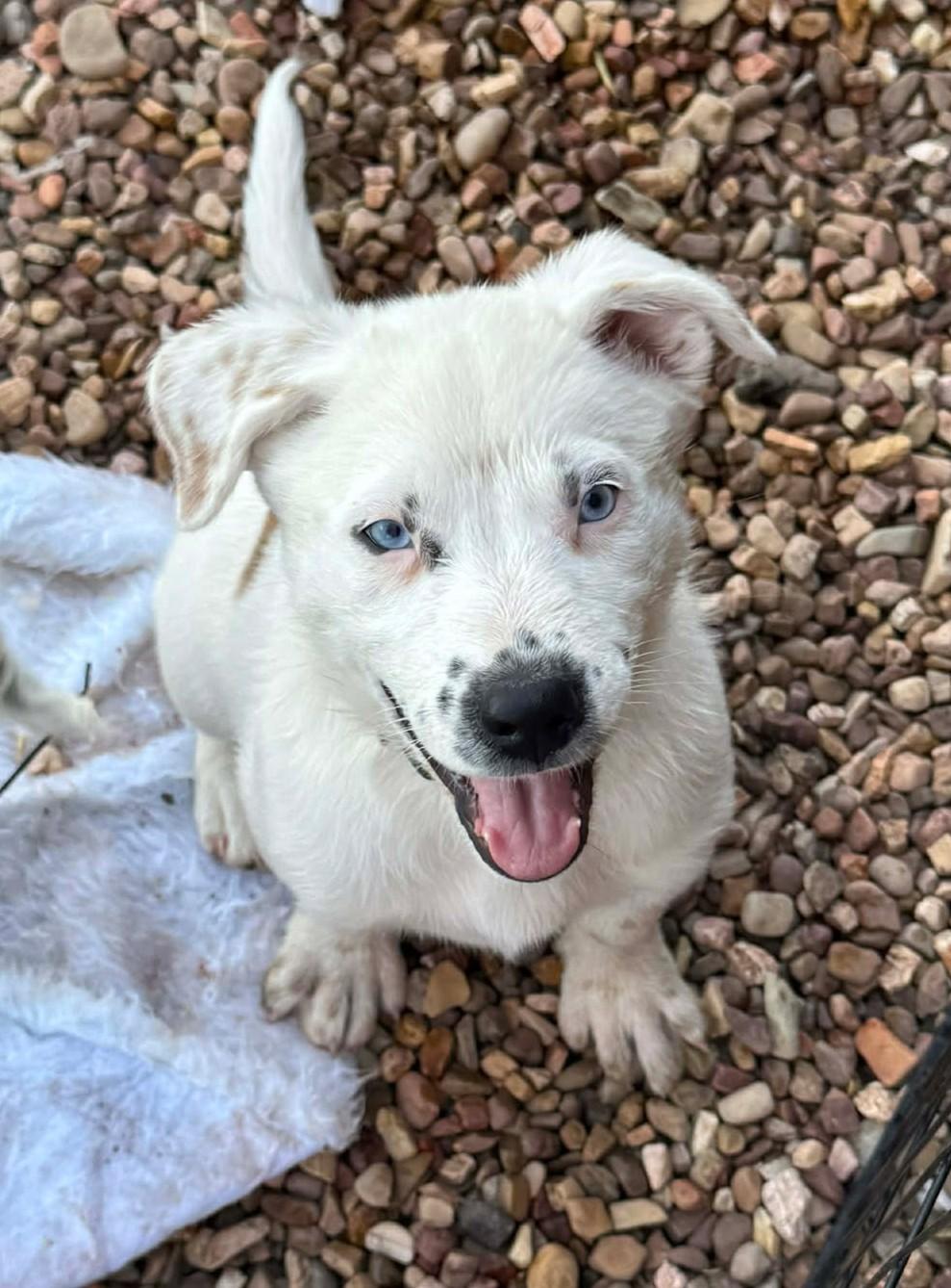 Enlarge Lapis Lazuli , a ADOPTABLE mixed breed in Kiowa, OK image 1/6
