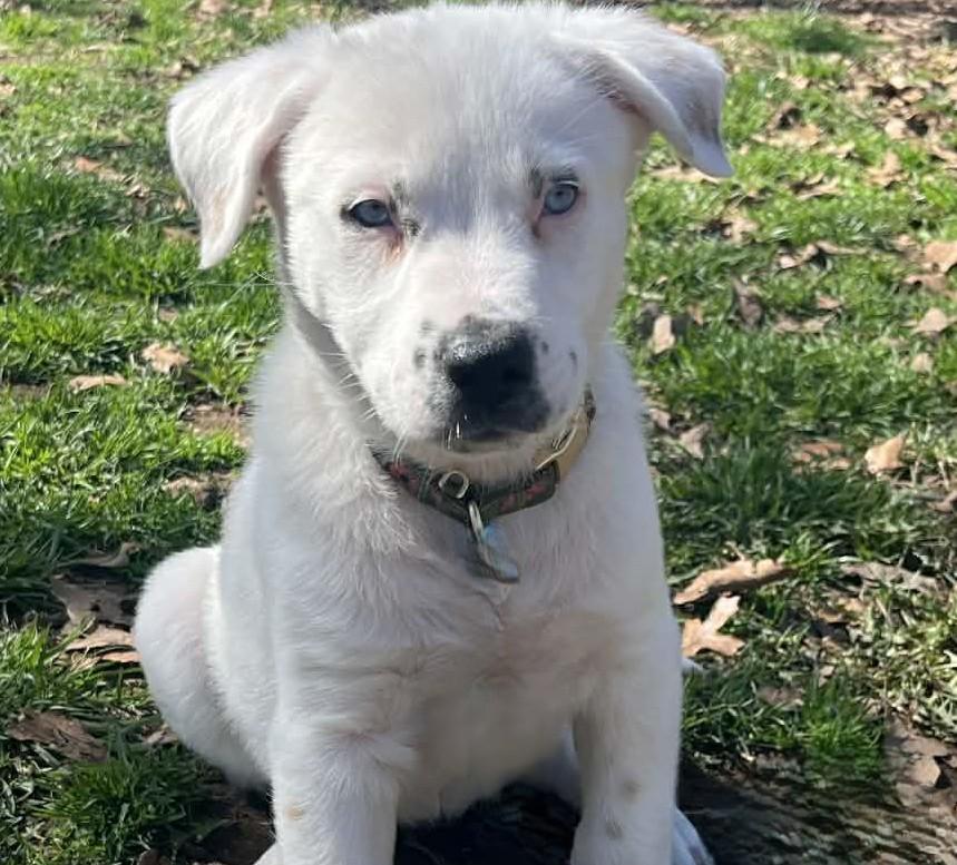 Enlarge Lapis Lazuli , a ADOPTABLE mixed breed in Kiowa, OK image 5/6