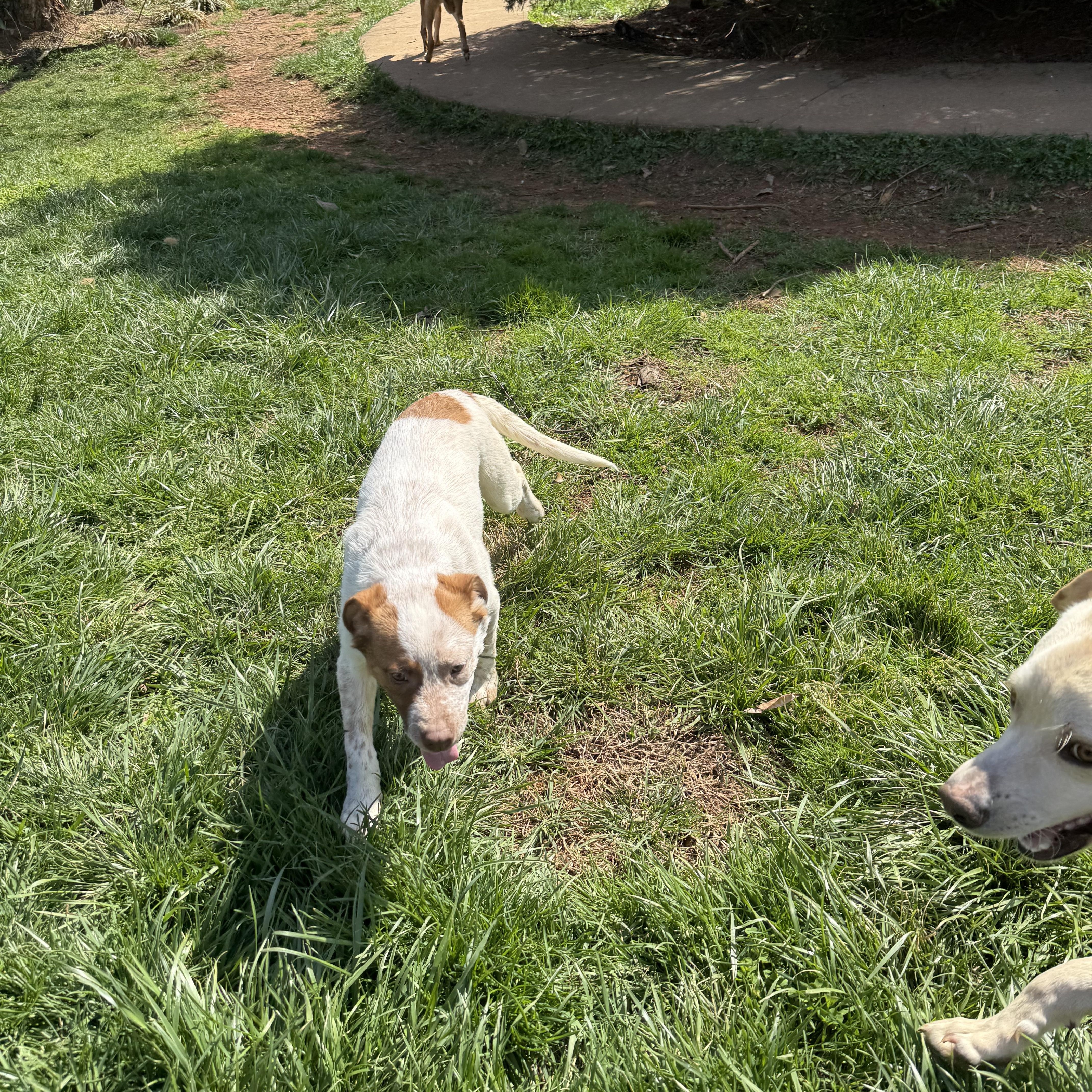 Mabel, ADOPTABLE, Young Female Australian Cattle Dog / Blue Heeler.