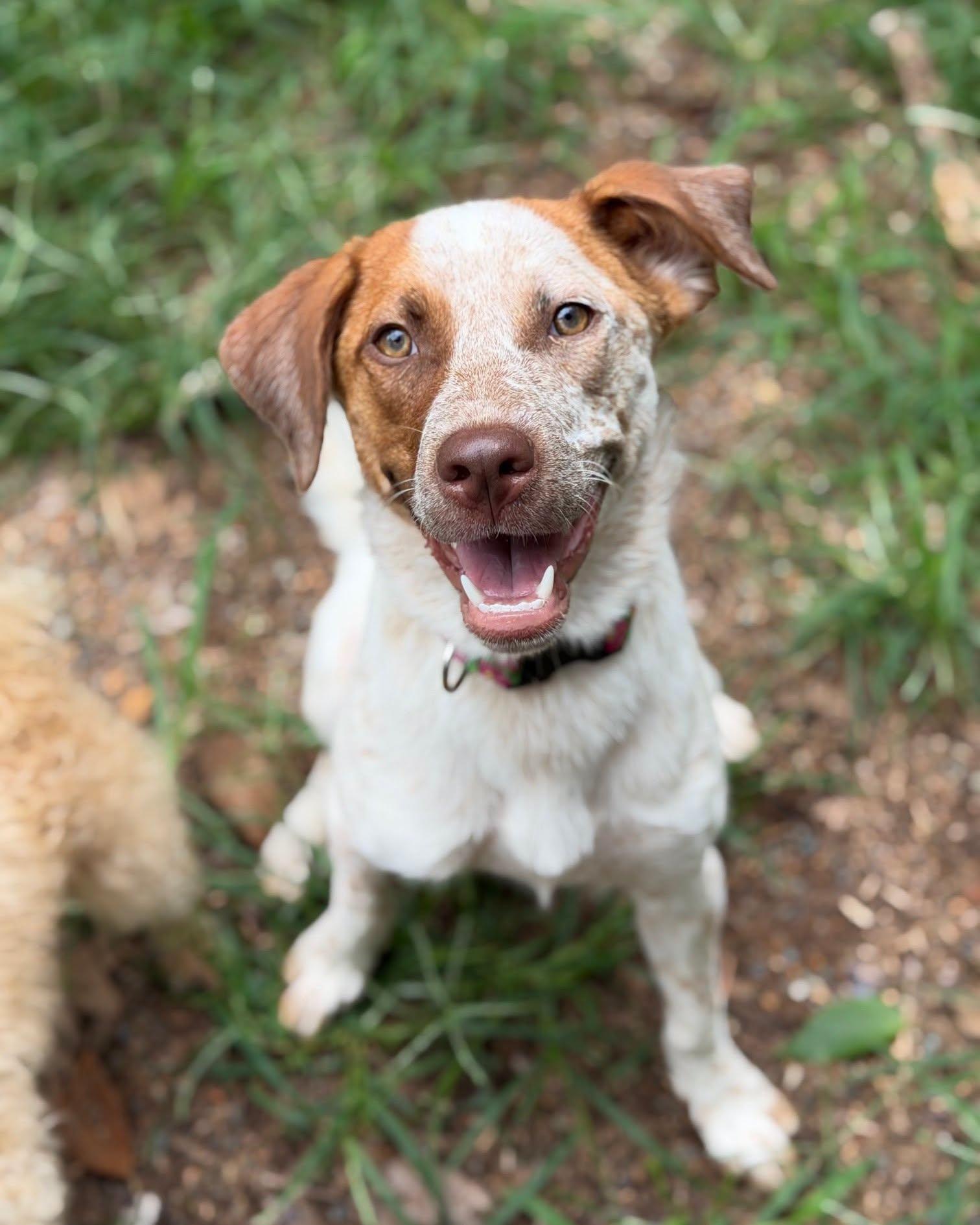 Mabel, Adoptable, Young Female Australian Cattle Dog / Blue Heeler & Labrador Retriever.