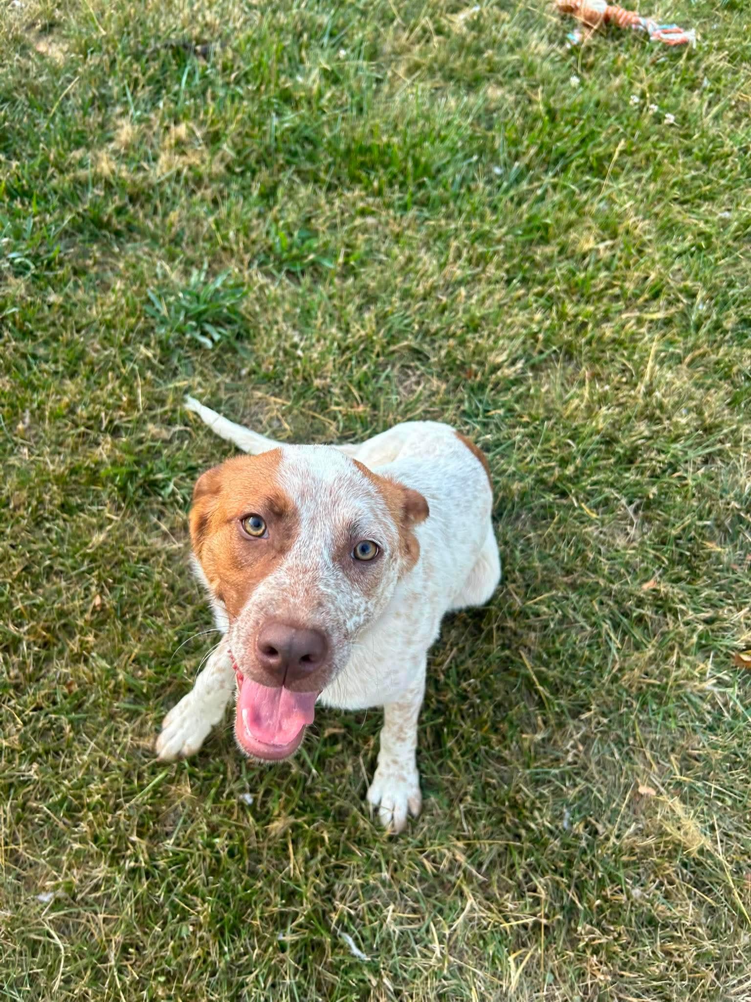 Mabel, adopted, Young Female Australian Cattle Dog / Blue Heeler.