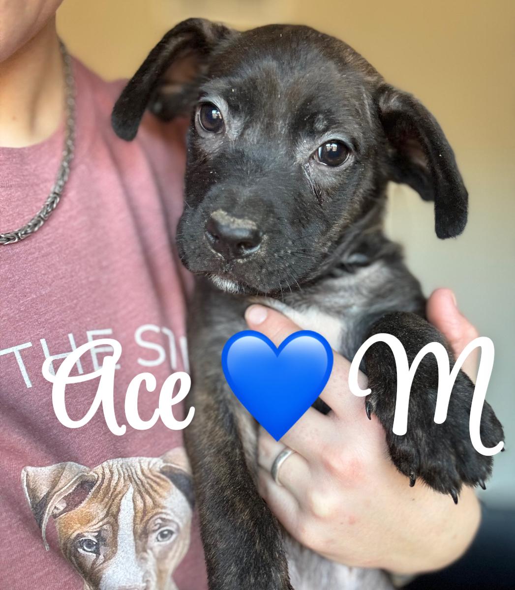 Ace, ADOPTABLE, Puppy Male Catahoula Leopard Dog & Pit Bull Terrier.