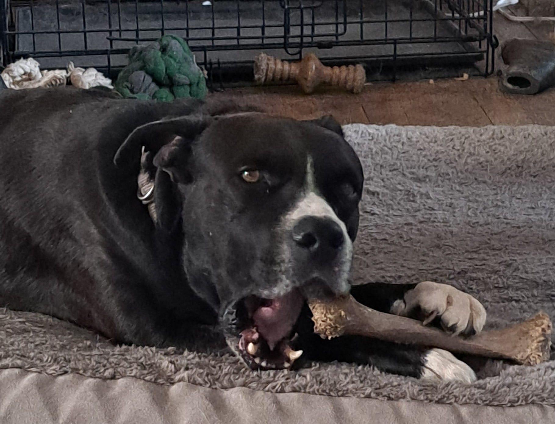 Enlarge Tank- 100% good boy, an adoptable mixed breed in Chicago, IL image 3/5