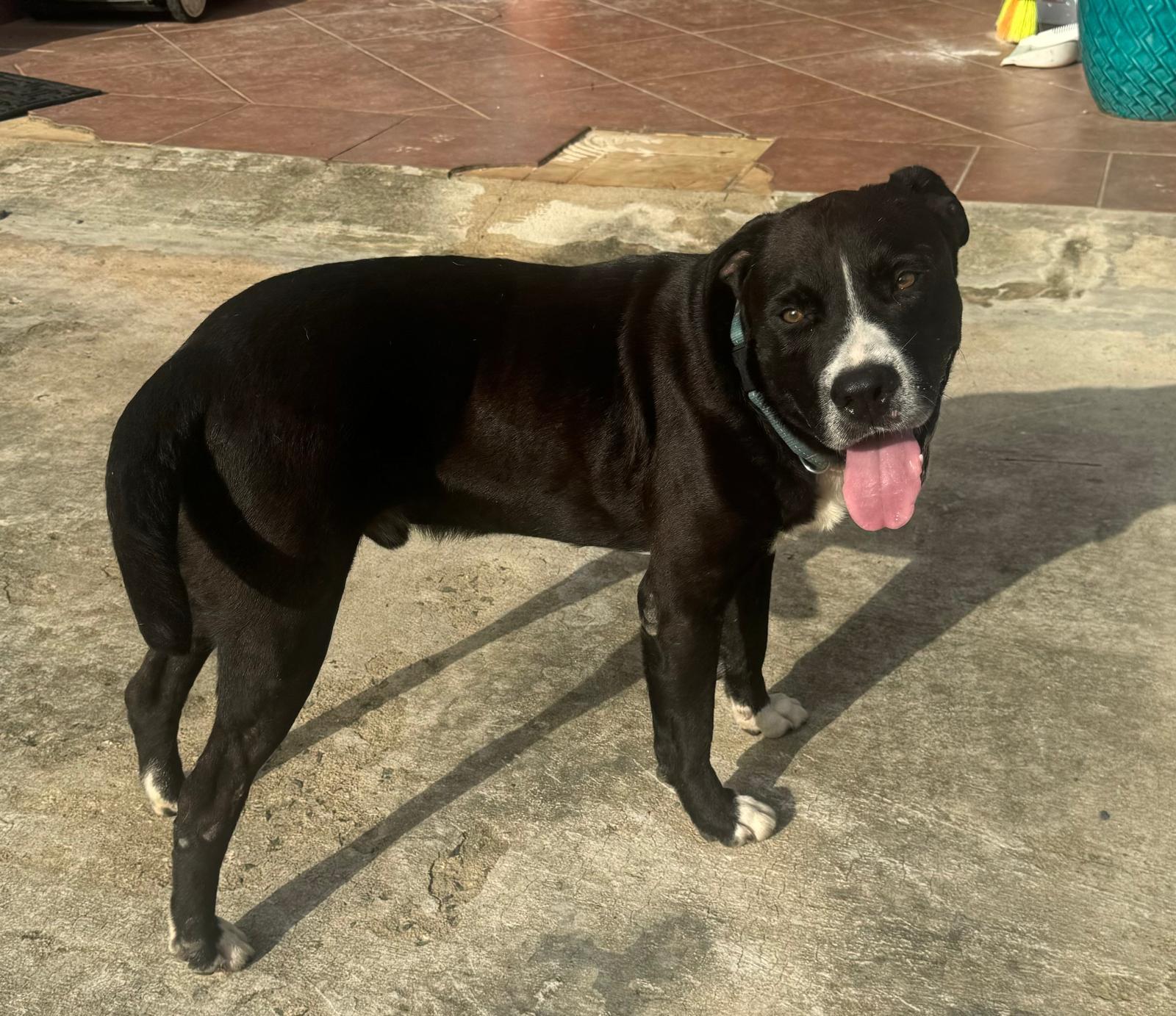 Enlarge Tank- 100% good boy, an adoptable mixed breed in Chicago, IL image 4/5