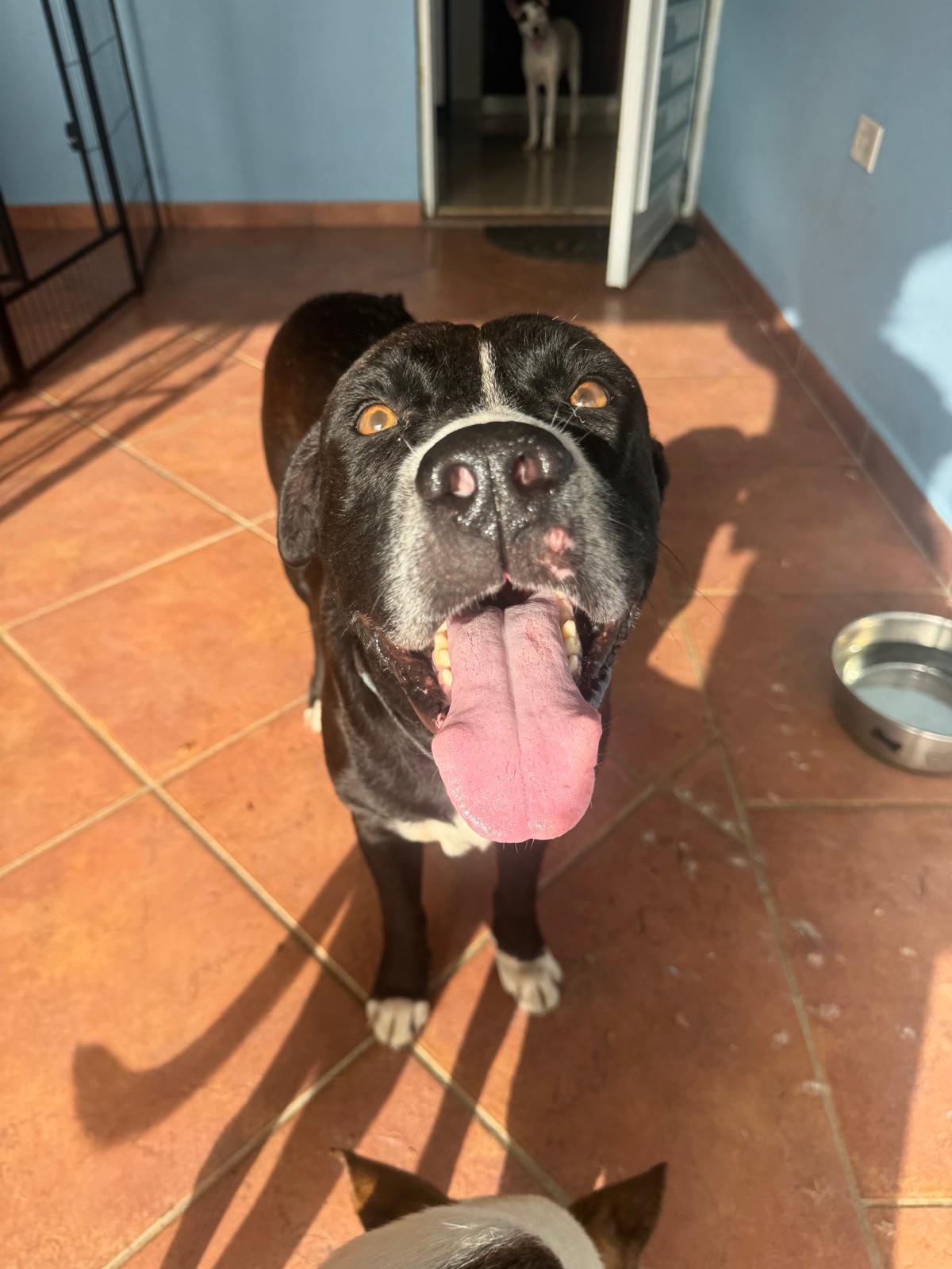 Enlarge Tank- 100% good boy, an adoptable mixed breed in Chicago, IL image 2/5