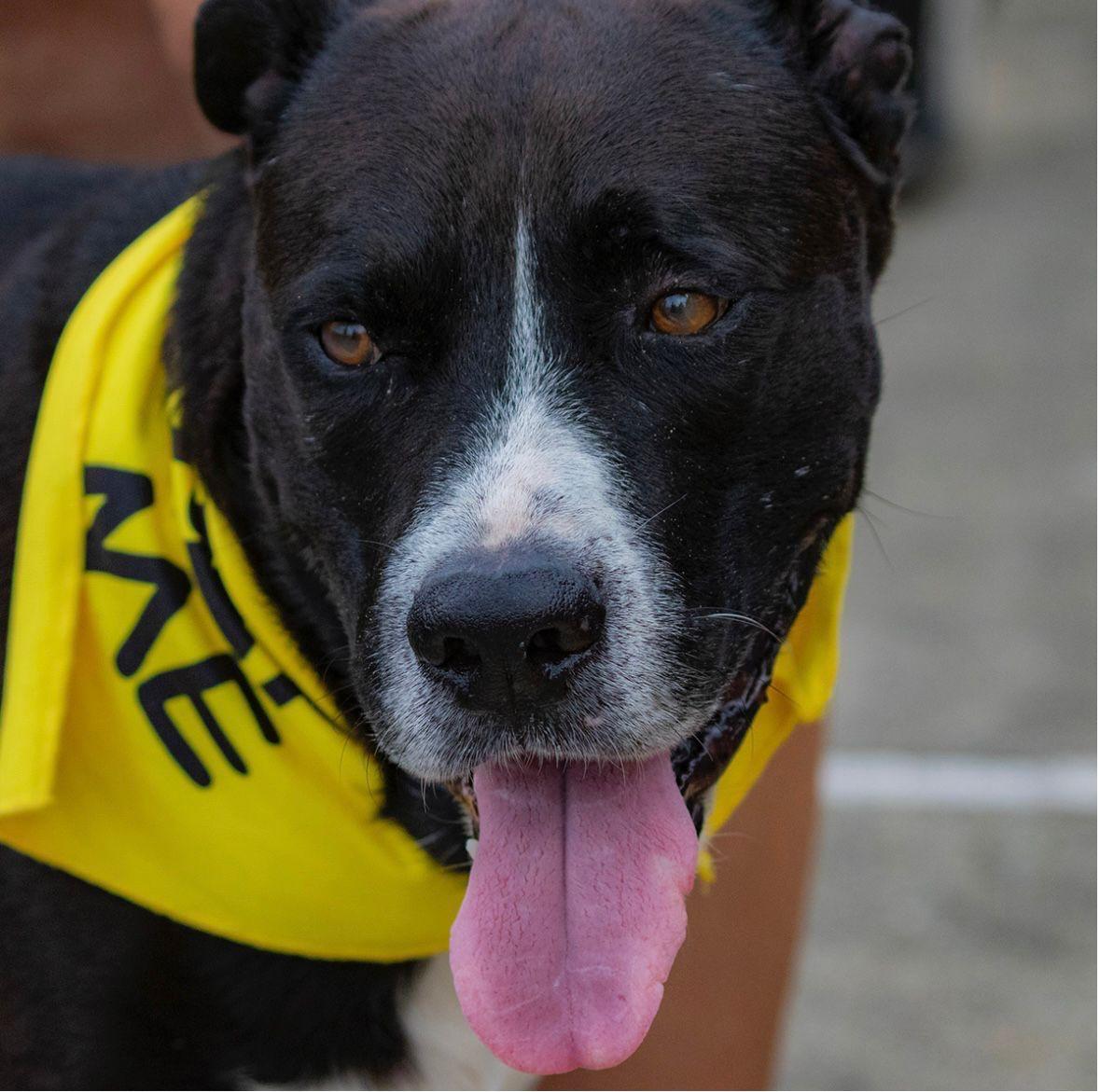 Enlarge Tank- 100% good boy, an adoptable mixed breed in Chicago, IL image 1/5