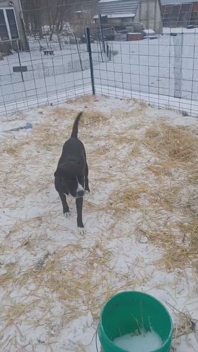 Enlarge Tank- 100% good boy, an adoptable mixed breed in Chicago, IL video 5/5