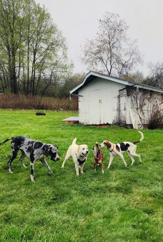 Rudy , a ADOPTABLE Treeing Walker Coonhound in Howes Cave, NY image 5/5