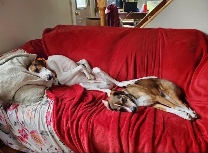 Rudy , a ADOPTABLE Treeing Walker Coonhound in Howes Cave, NY image 4/5