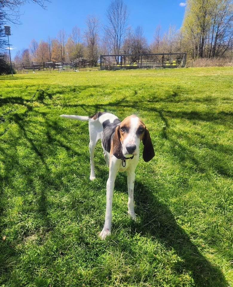 Rudy , a ADOPTABLE Treeing Walker Coonhound in Howes Cave, NY image 3/5