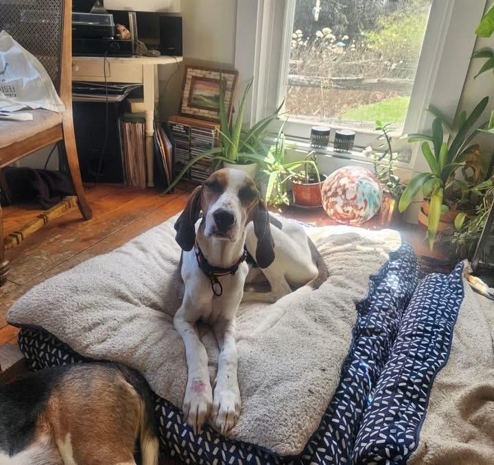 Rudy , ADOPTABLE, Adult Male Treeing Walker Coonhound.