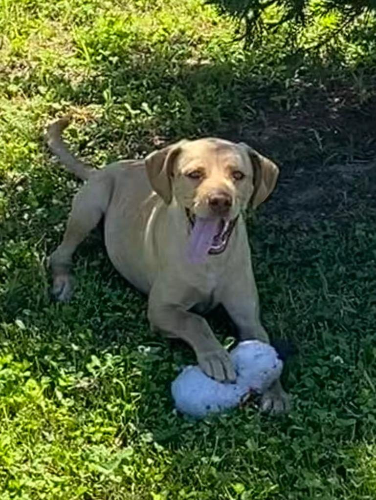 Enlarge Honey, a Adoptable Labrador Retriever in Greenwood, MS image 1/1