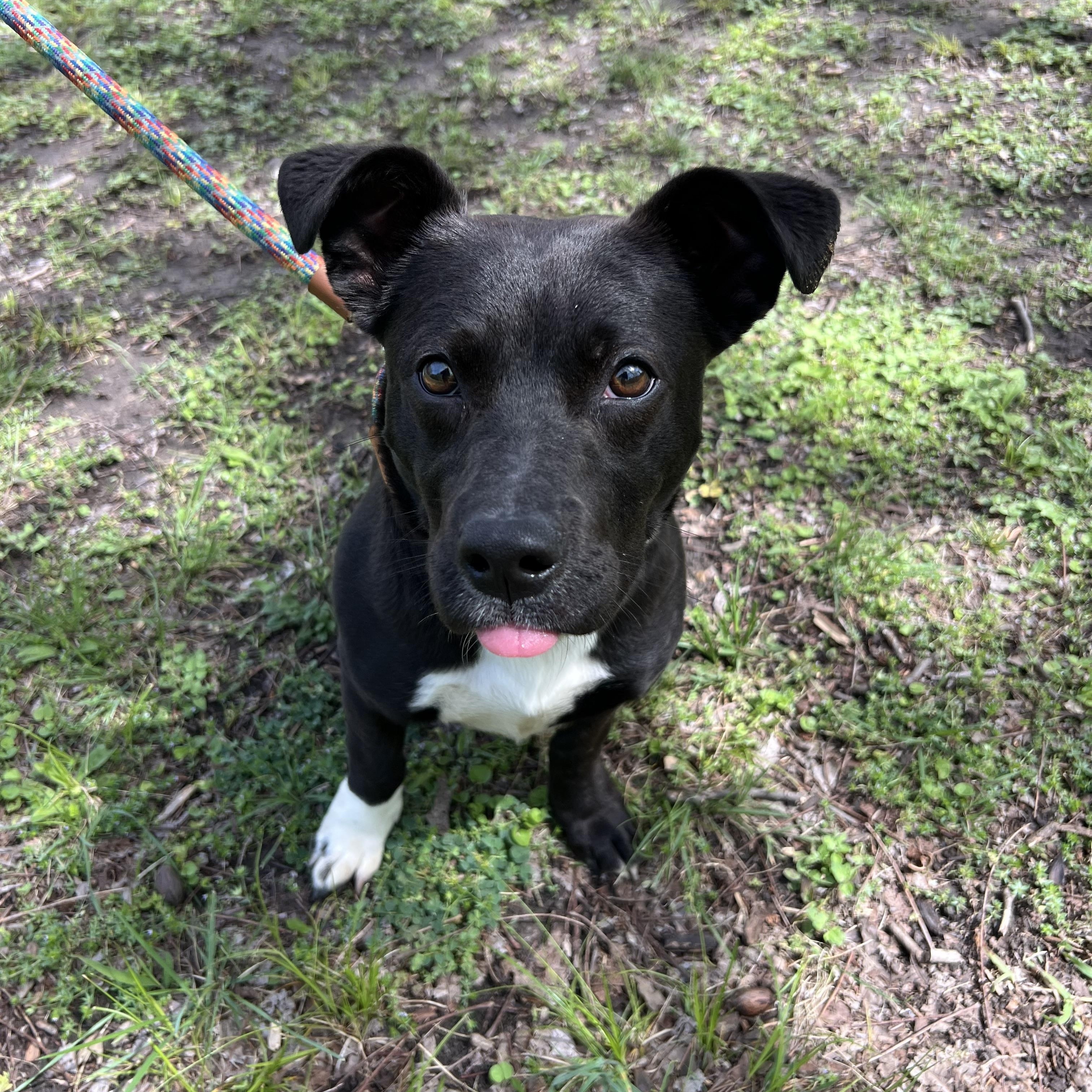 Little Debbie Snack Cake, adopted, Young Female Corgi & Pit Bull Terrier.