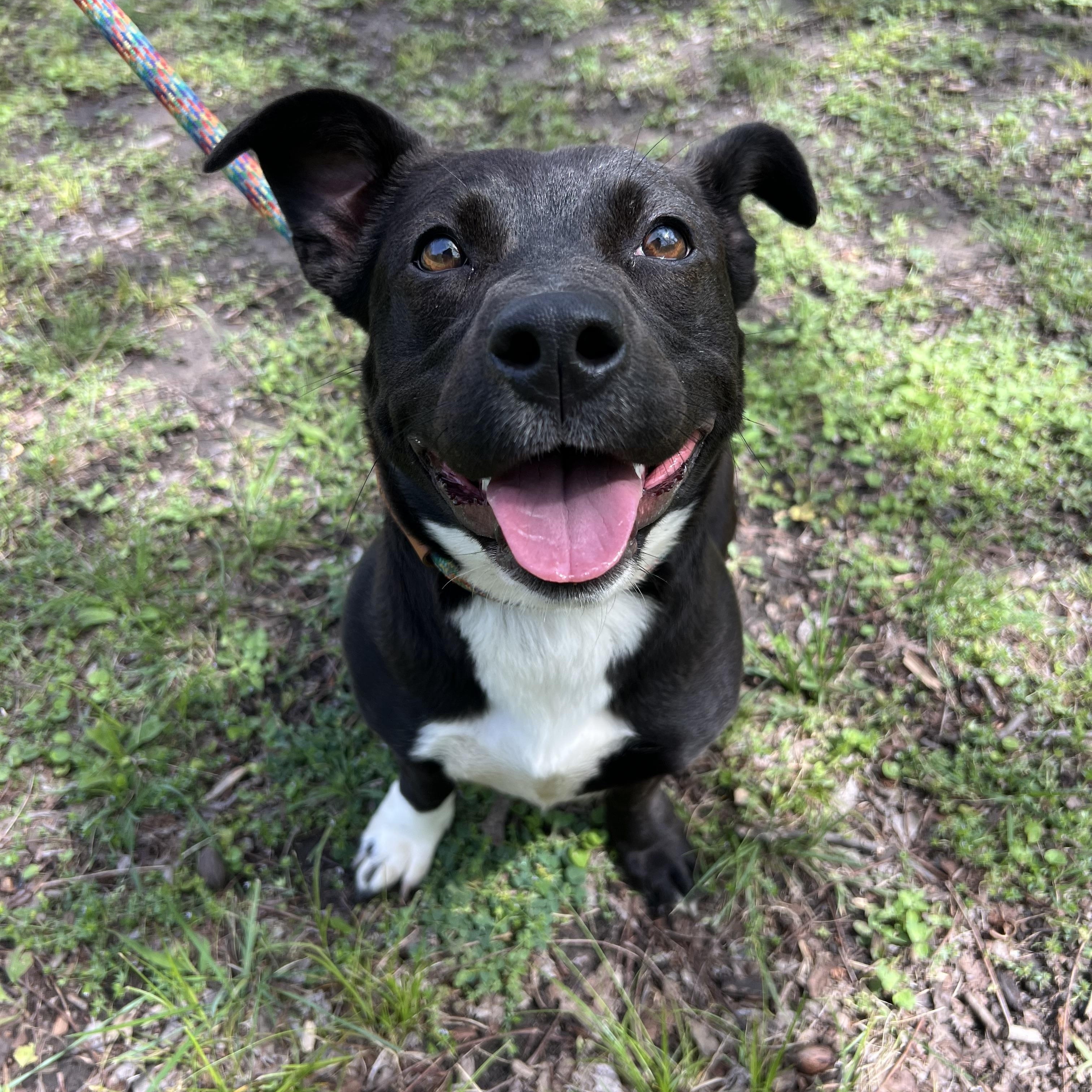 Enlarge Little Debbie Snack Cake, an adopted mixed breed in Sherman, TX image 2/2