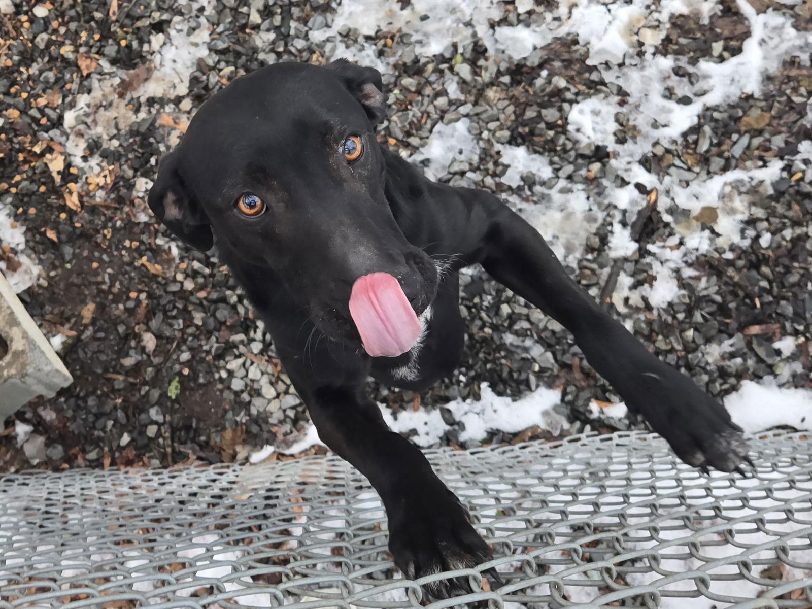 Enlarge Stubbs, a Adoptable mixed breed in Albemarle, NC image 1/3
