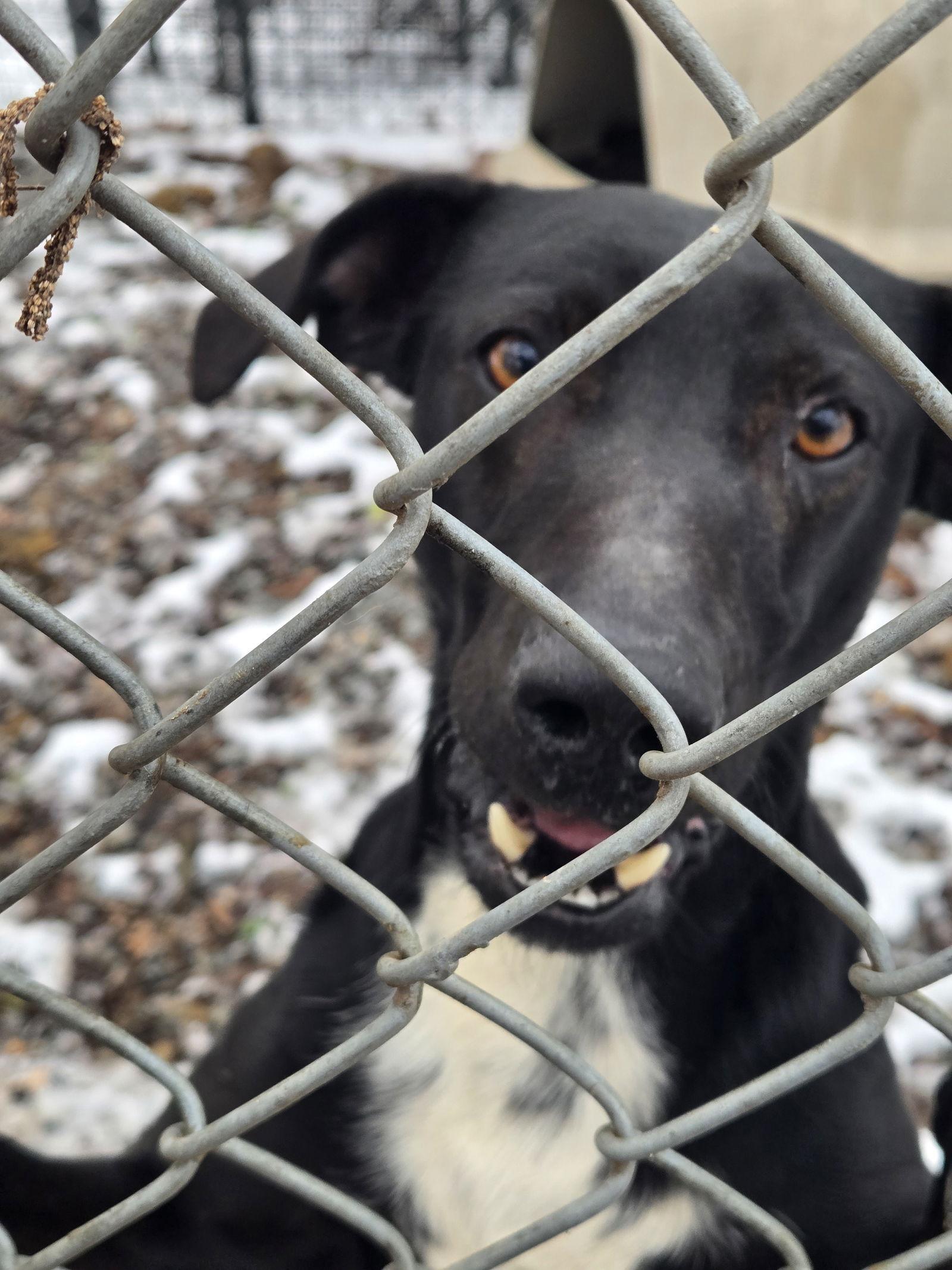 Enlarge Stubbs, a Adoptable mixed breed in Albemarle, NC image 2/3