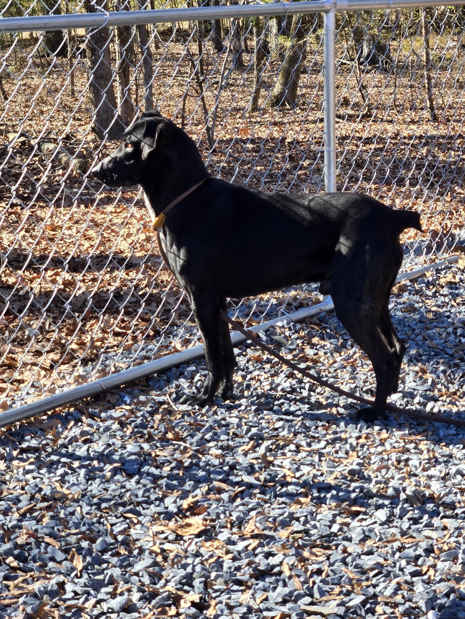 Stubbs, Adoptable, Young Male Hound & Labrador Retriever.