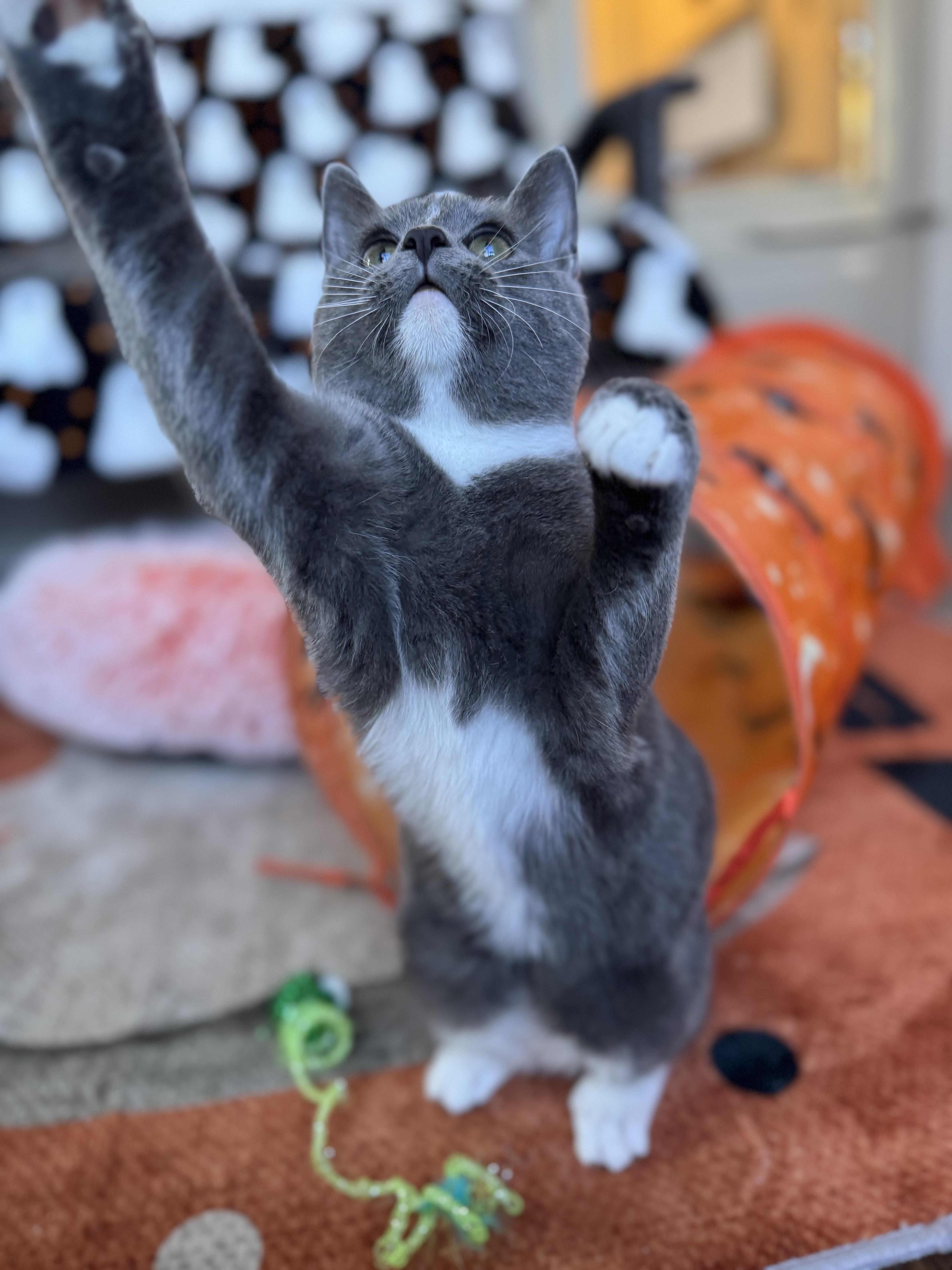 Frazil, Frostina & Flash 4