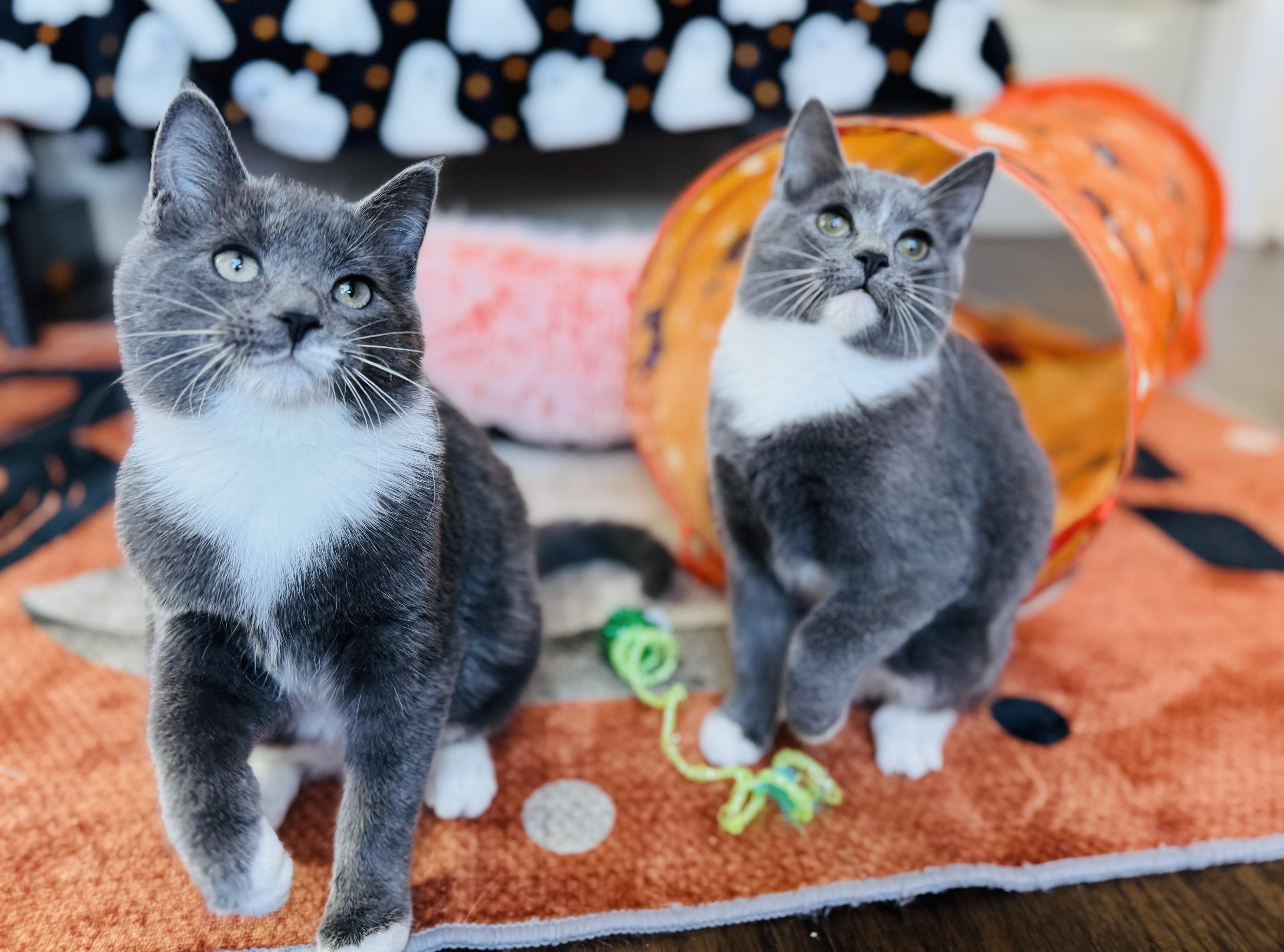 Frazil, Frostina & Flash