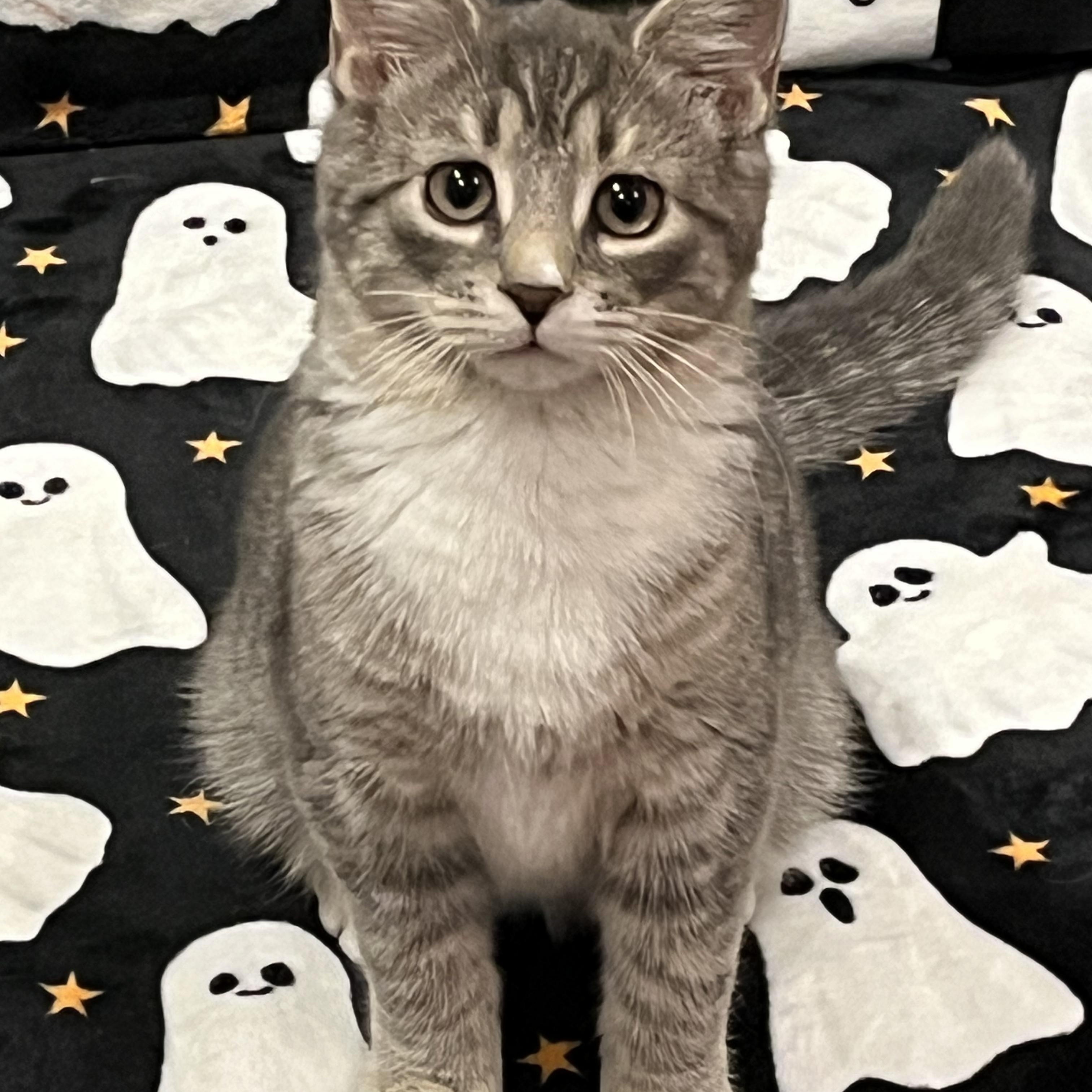 Frazil, Frostina & Flash, a Adoptable Domestic Short Hair in Bloomsburg, PA image 3/5