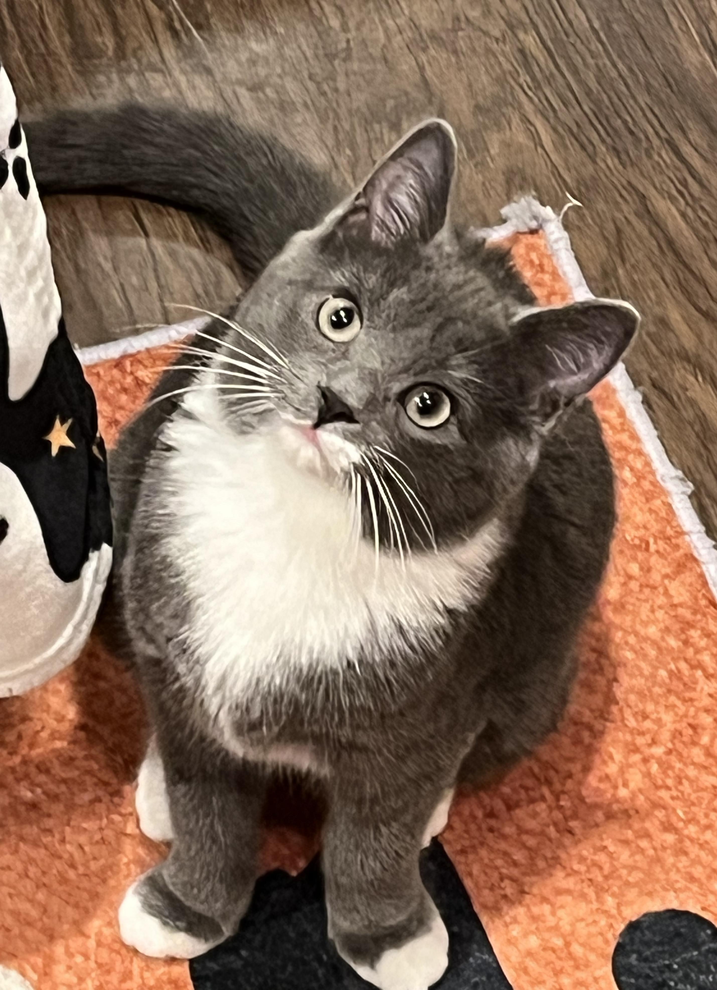 Frazil, Frostina & Flash, a Adoptable Domestic Short Hair in Bloomsburg, PA image 4/5