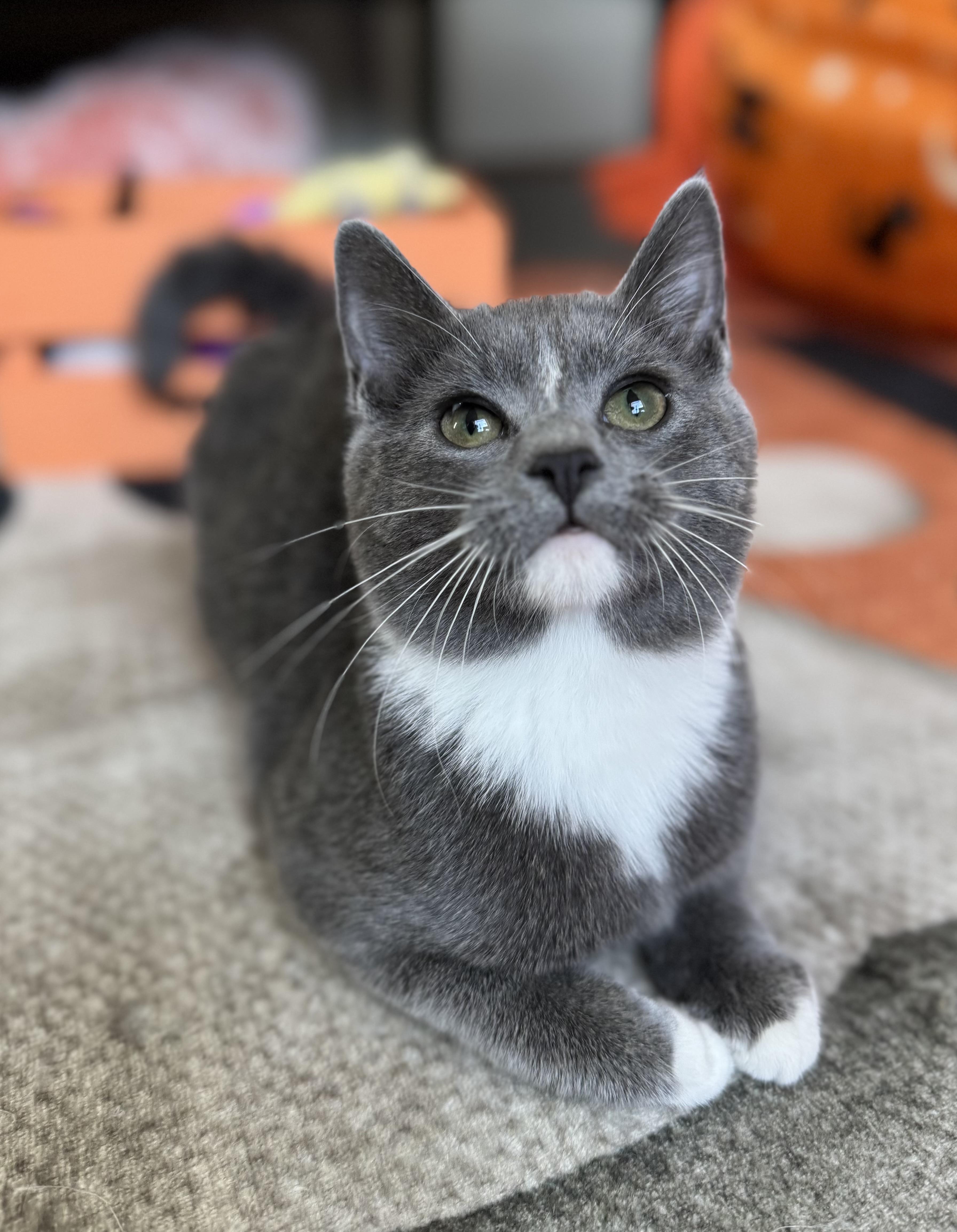 Frazil, Frostina & Flash, a Adoptable Domestic Short Hair in Bloomsburg, PA image 5/5