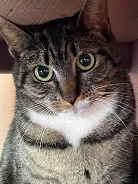 Rae, an adoptable Tabby in Arthurette, NB, E7H 4C2 | Photo Image 1