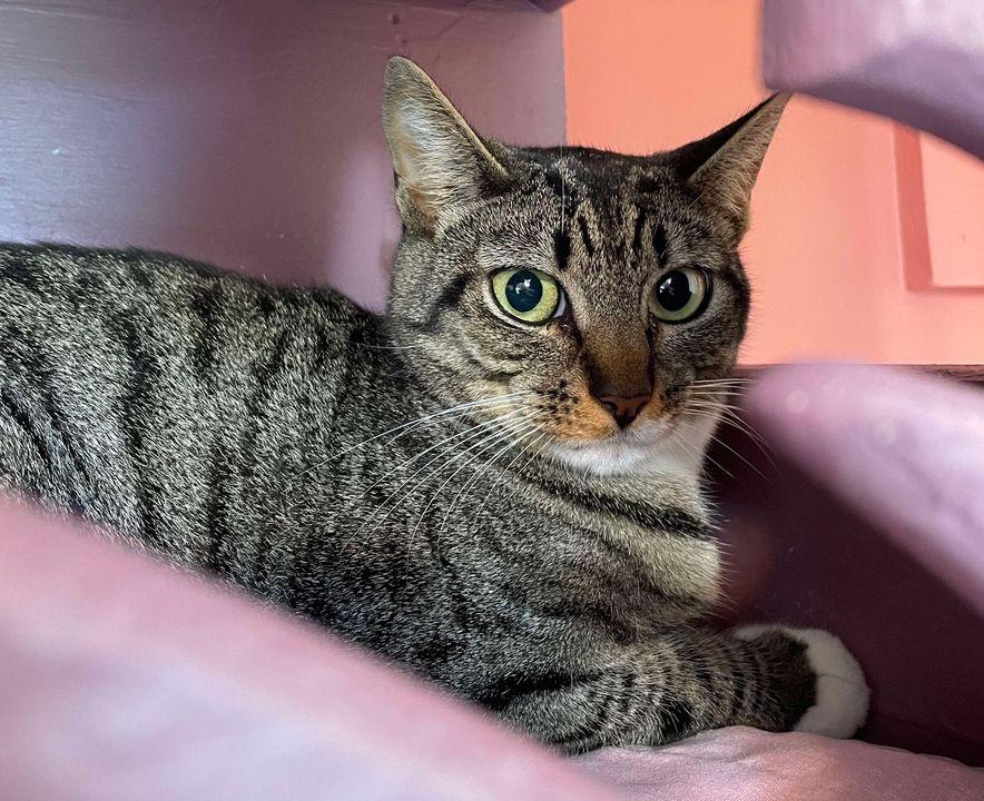 Rae, an adoptable Tabby in Arthurette, NB, E7H 4C2 | Photo Image 2