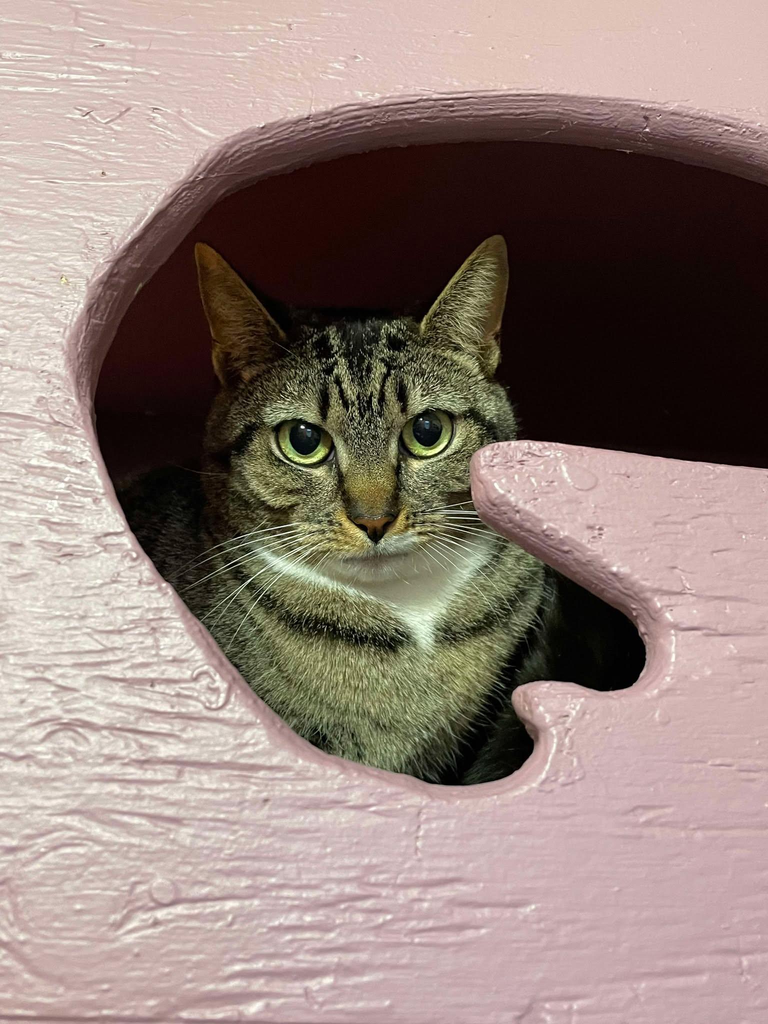Rae, Adoptable, Adult Female Tabby.