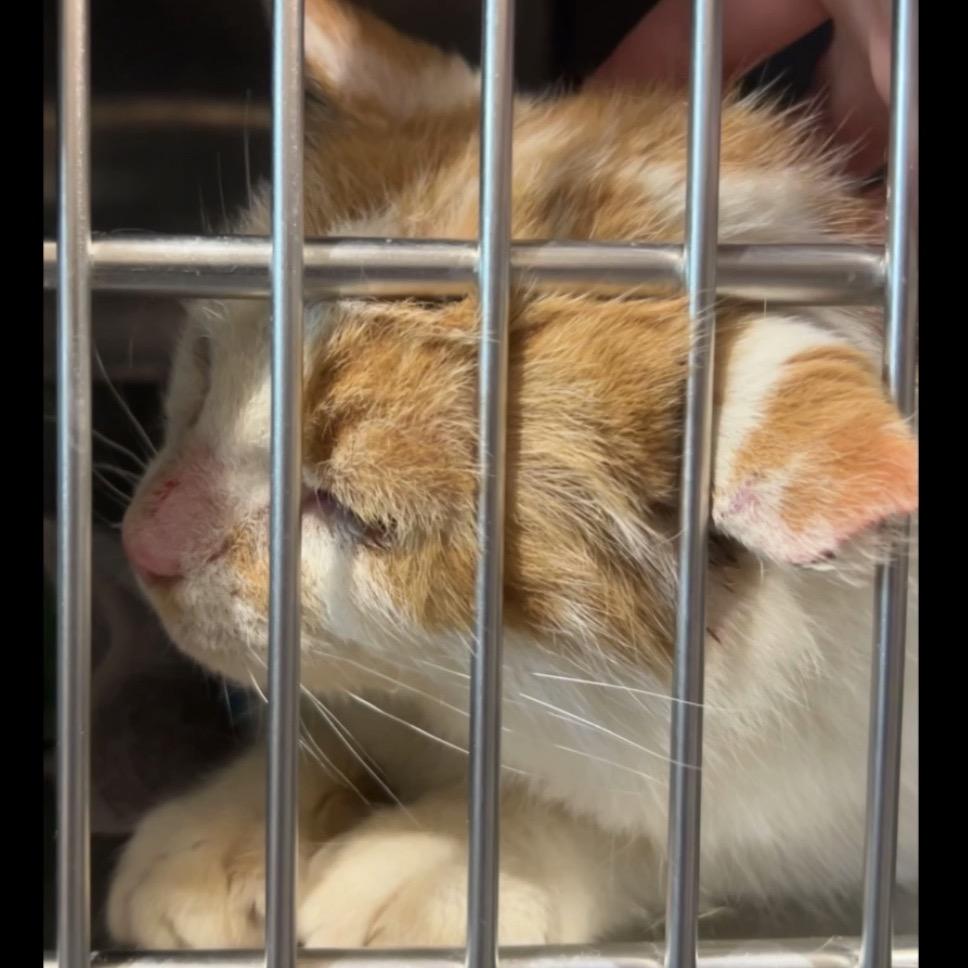 Oscar, Adoptable, Senior Male Domestic Short Hair.