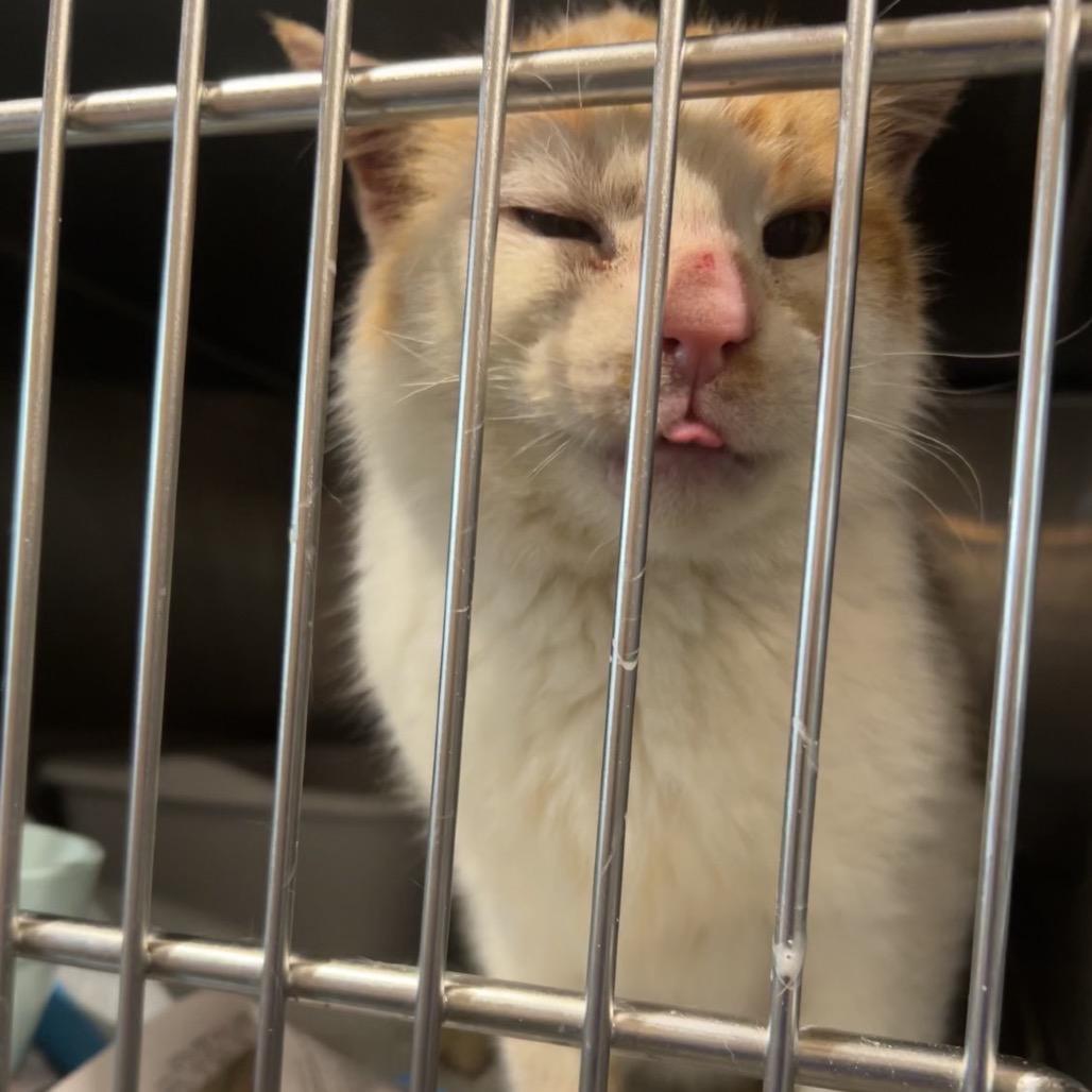 Enlarge Oscar, a Adoptable Domestic Short Hair in Manheim, PA image 3/5