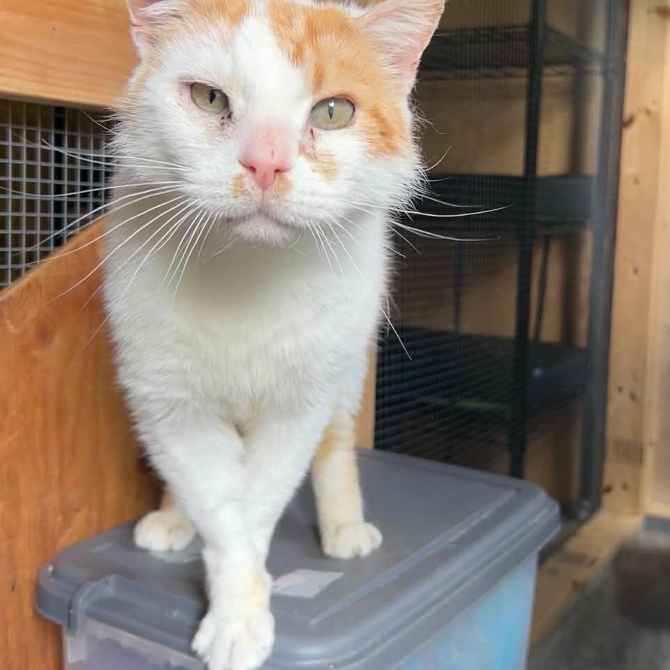 Enlarge Oscar, a Adoptable Domestic Short Hair in Manheim, PA image 5/5