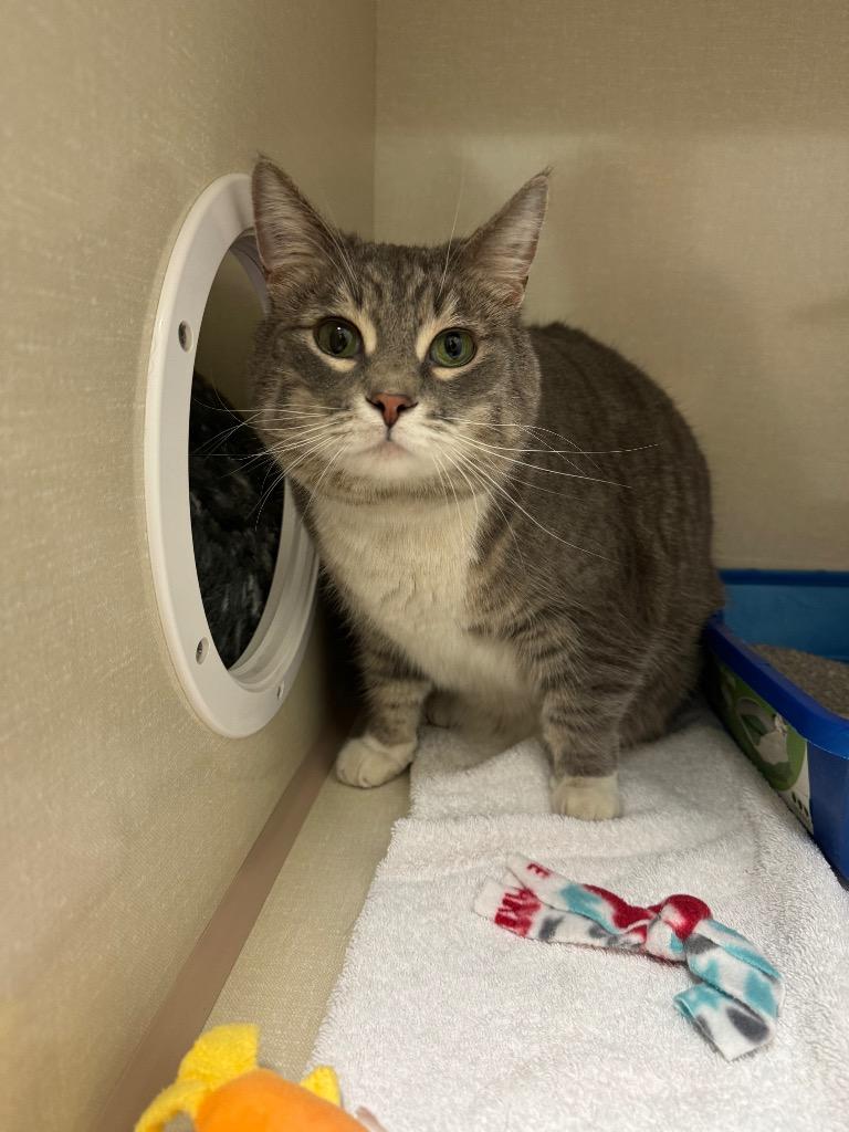 Angry Whopper, Adoptable, Adult Female Domestic Short Hair.
