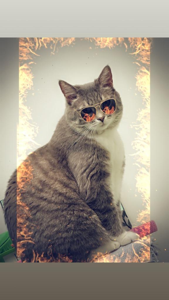 Enlarge Angry Whopper, a Adoptable mixed breed in Winnipeg, MB image 2/5