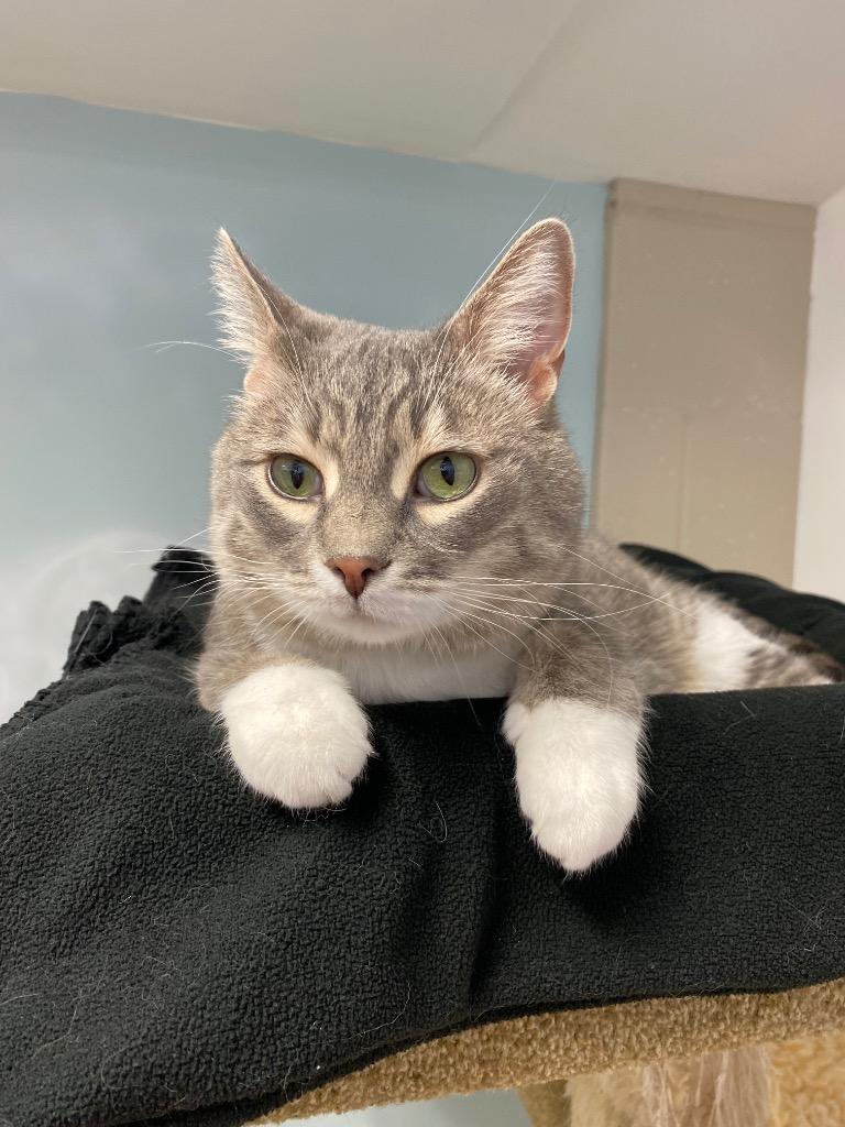 Enlarge Angry Whopper, a Adoptable mixed breed in Winnipeg, MB image 3/4