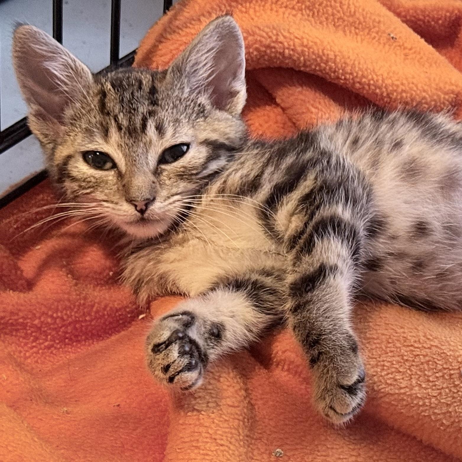 Lynbrook, a ADOPTABLE mixed breed in Long Beach, NY image 1/2