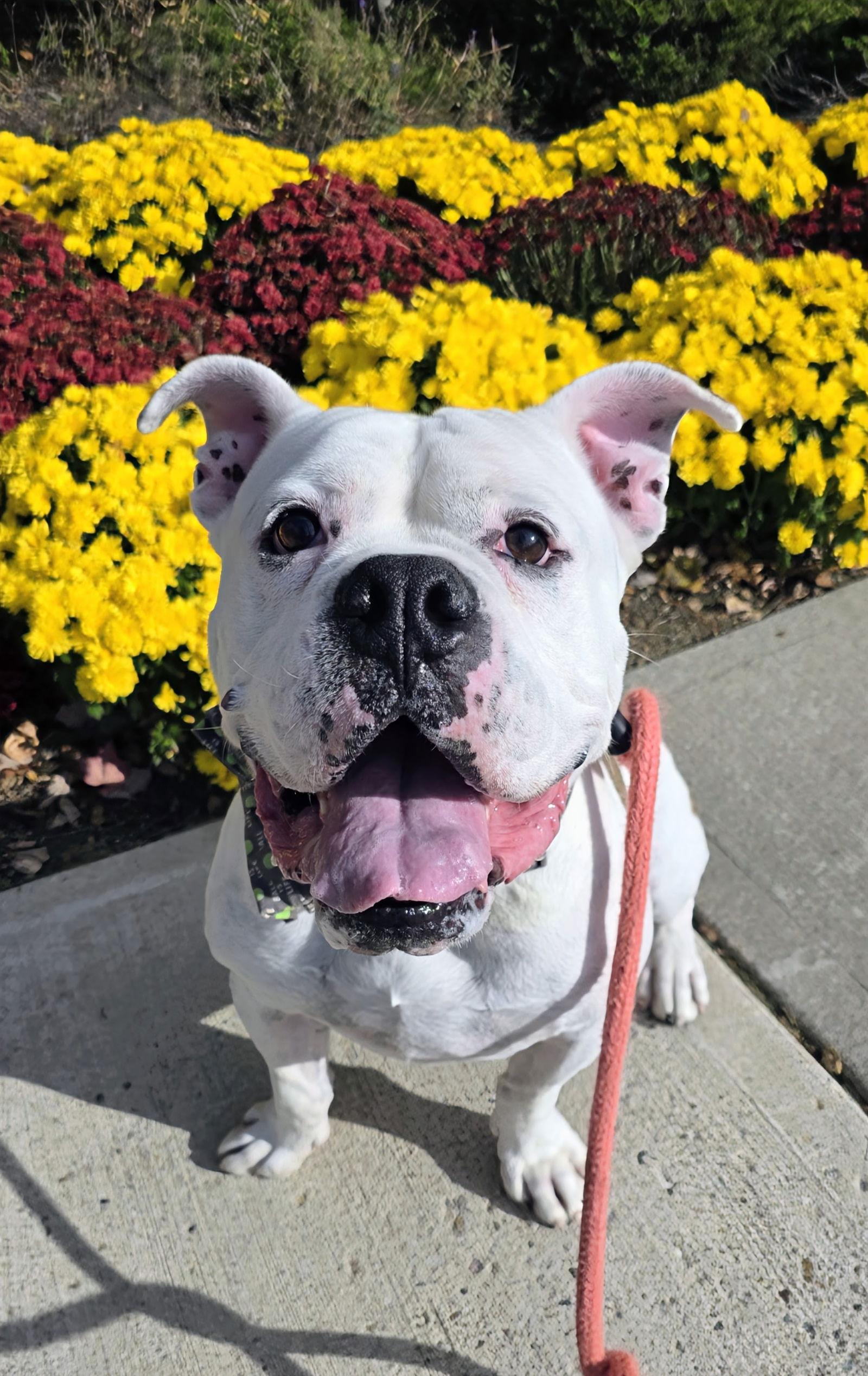 Enlarge Wilbert Newark, a Adoptable American Bulldog in Rockaway, NJ image 1/3