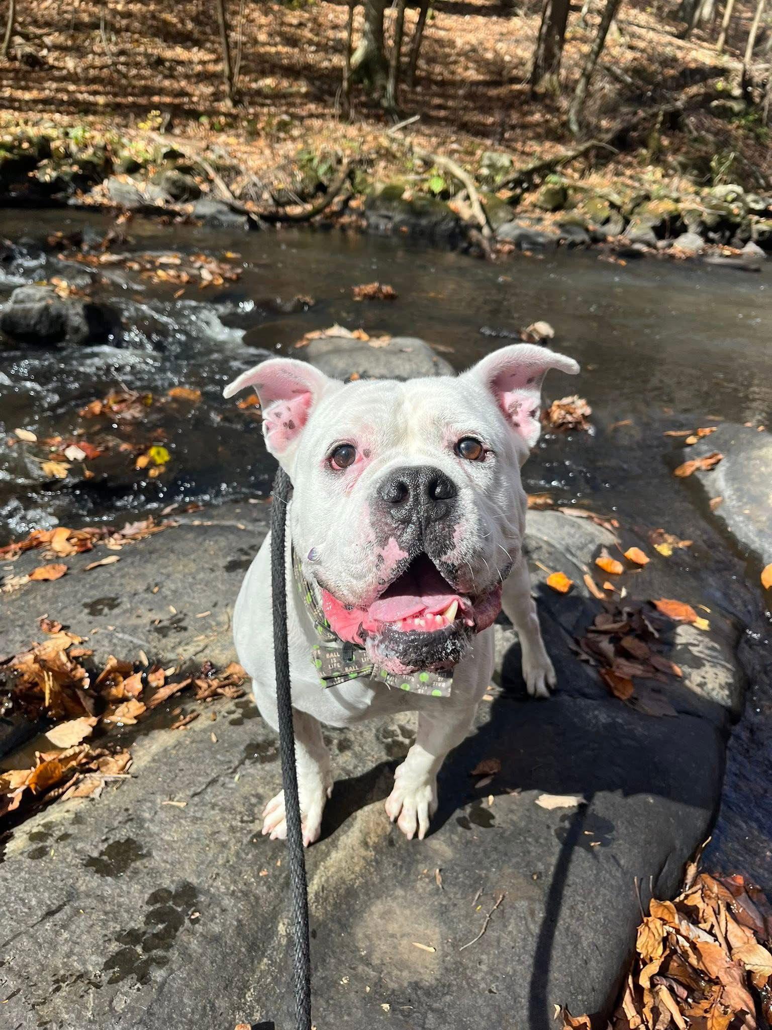 Enlarge Wilbert Newark, a Adoptable American Bulldog in Rockaway, NJ image 2/3