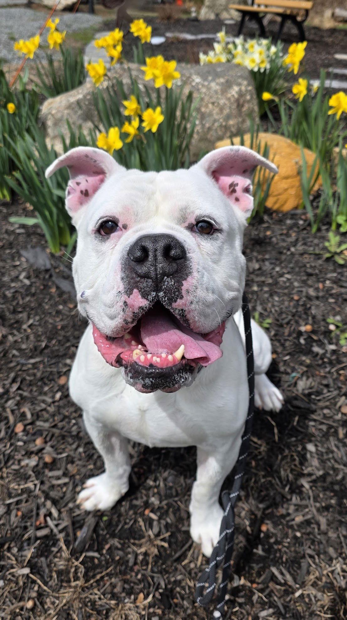 Enlarge Wilbert Newark, a Adoptable American Bulldog in Rockaway, NJ image 3/3