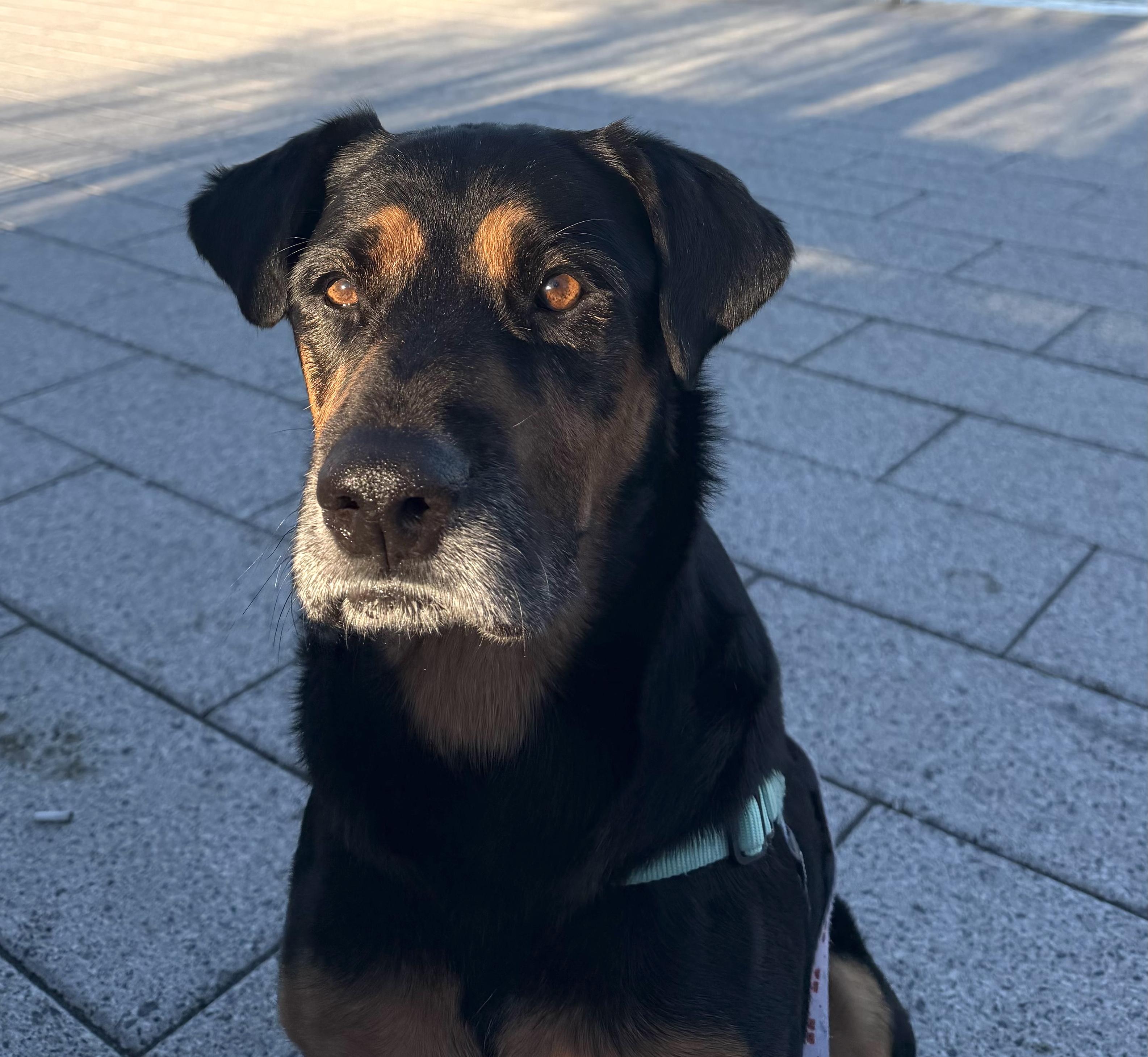Enlarge Bob, a Adoptable mixed breed in Brooklyn, NY image 2/6