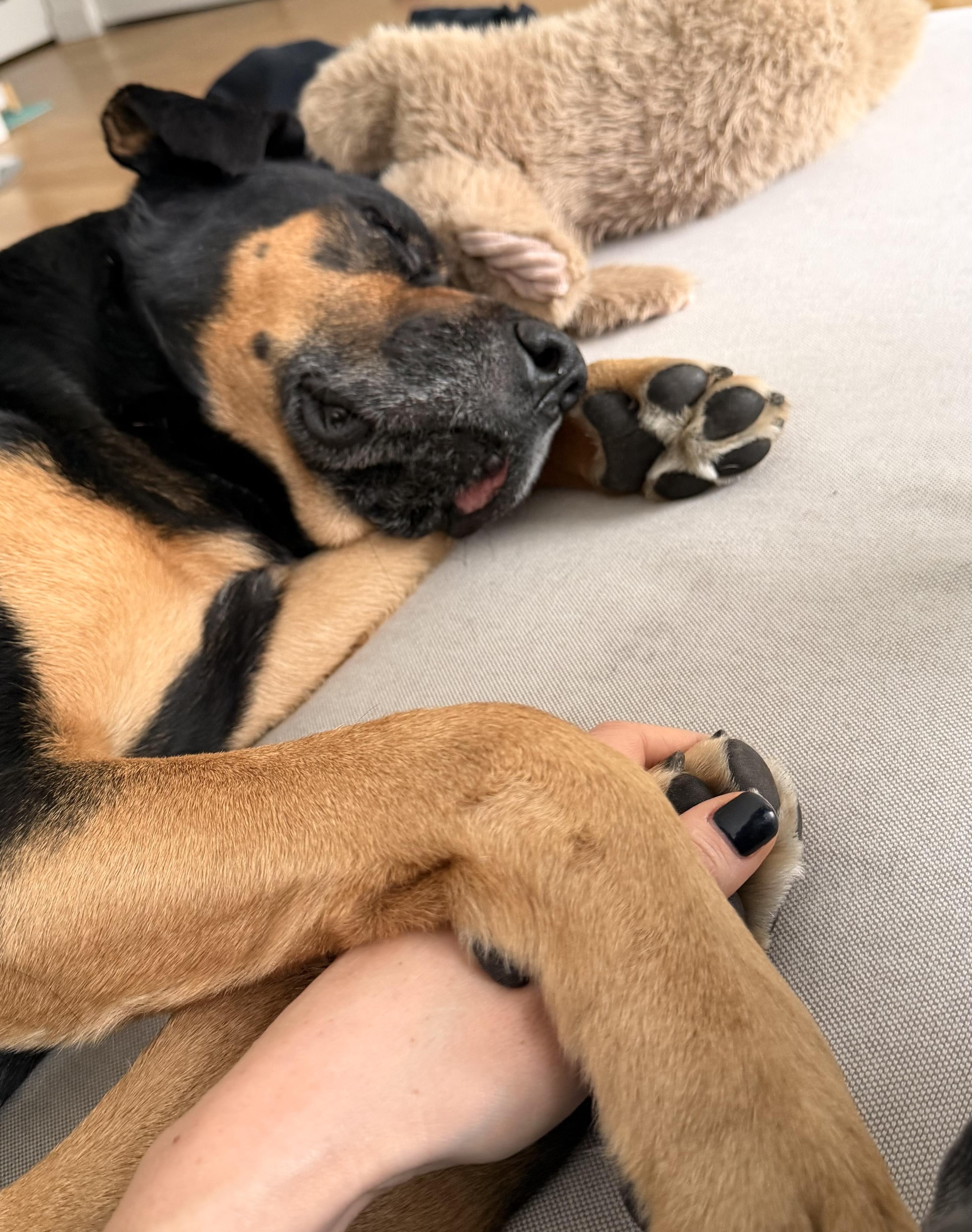 Enlarge Bob, a Adoptable mixed breed in Brooklyn, NY image 3/6